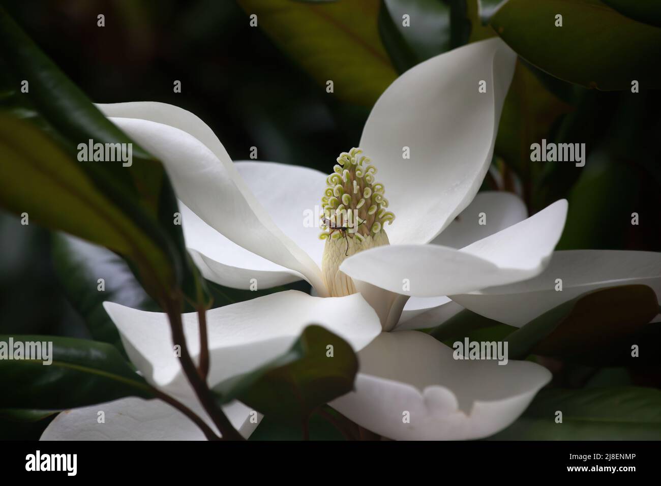 Blühende Magnolienblume Stockfoto
