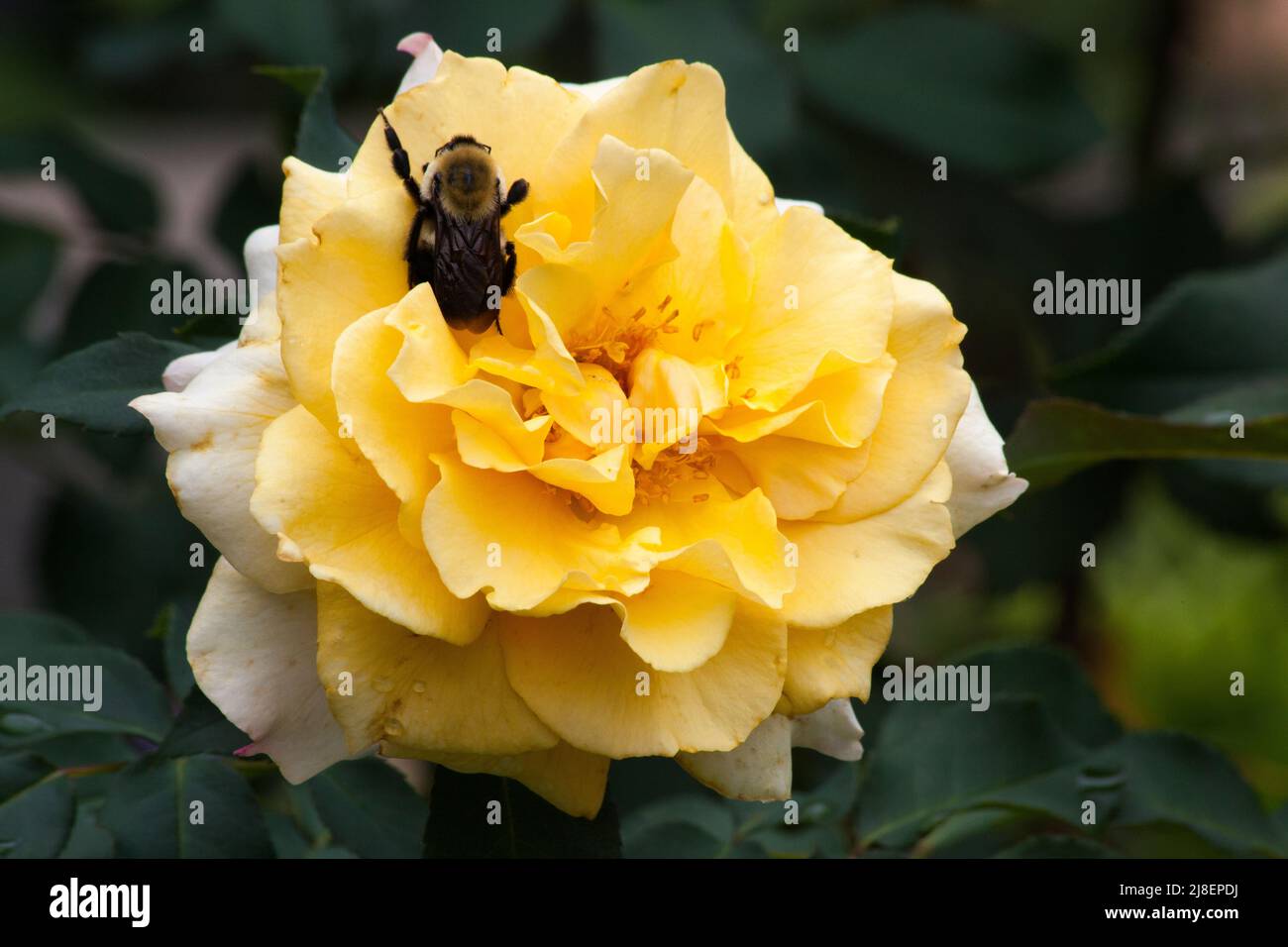 Gelbe Rose mit einer Biene Stockfoto