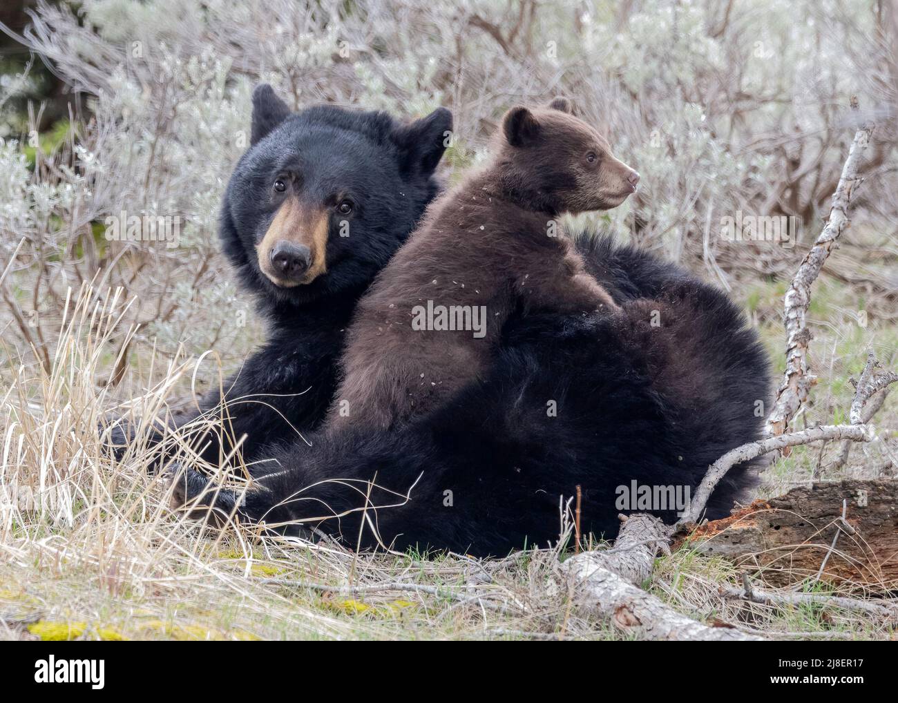 Schwarzer Bär (Ursus americanus) Mutter (Sau) mit einem einzigen Jungen, Yellowstone-Nationalpark, Wyoming, Nordamerika Stockfoto