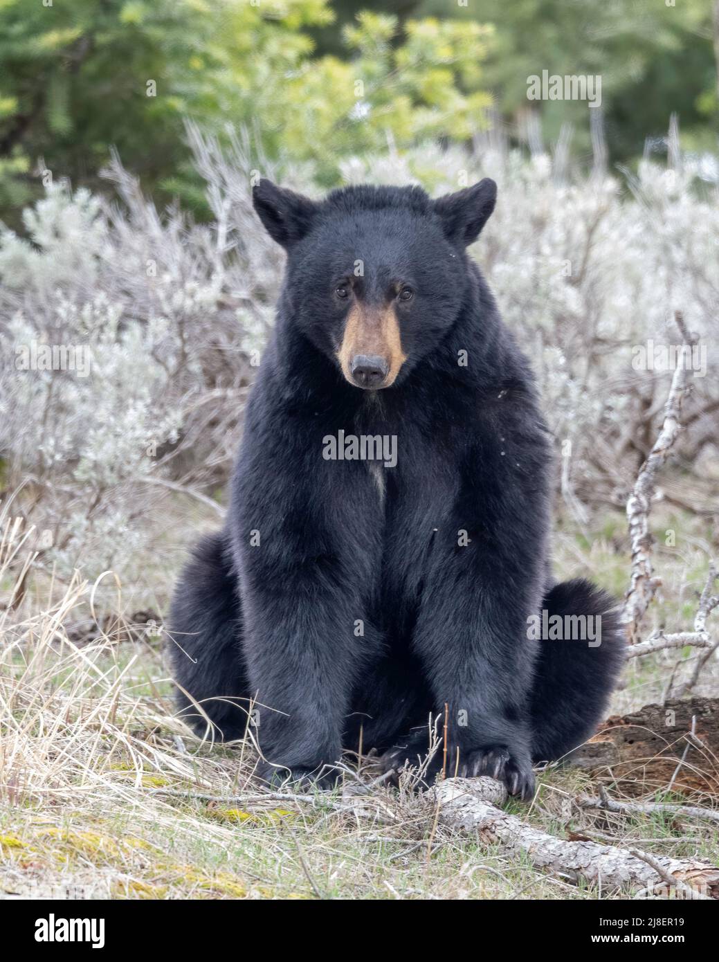 Schwarzer Bär (Ursus americanus) Mutter (SOW), Yellowstone-Nationalpark, Wyoming, Nordamerika Stockfoto
