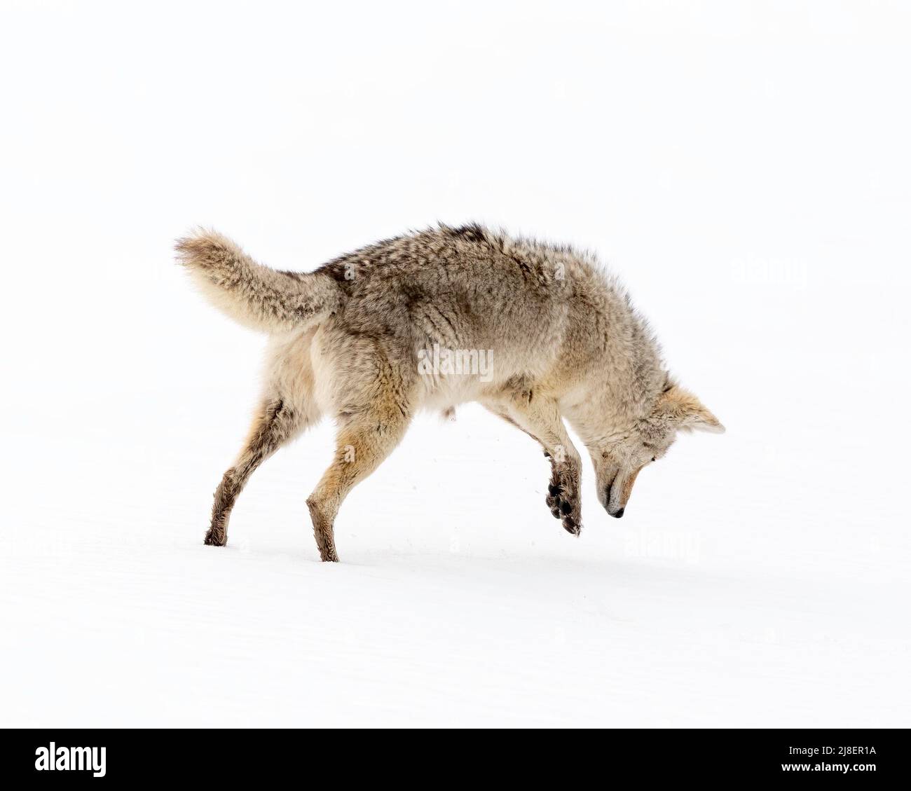 Coyote (C. latrans), die im Schnee auf Beute springen, Yellowstone National Park, Wyoming, Nordamerika Stockfoto