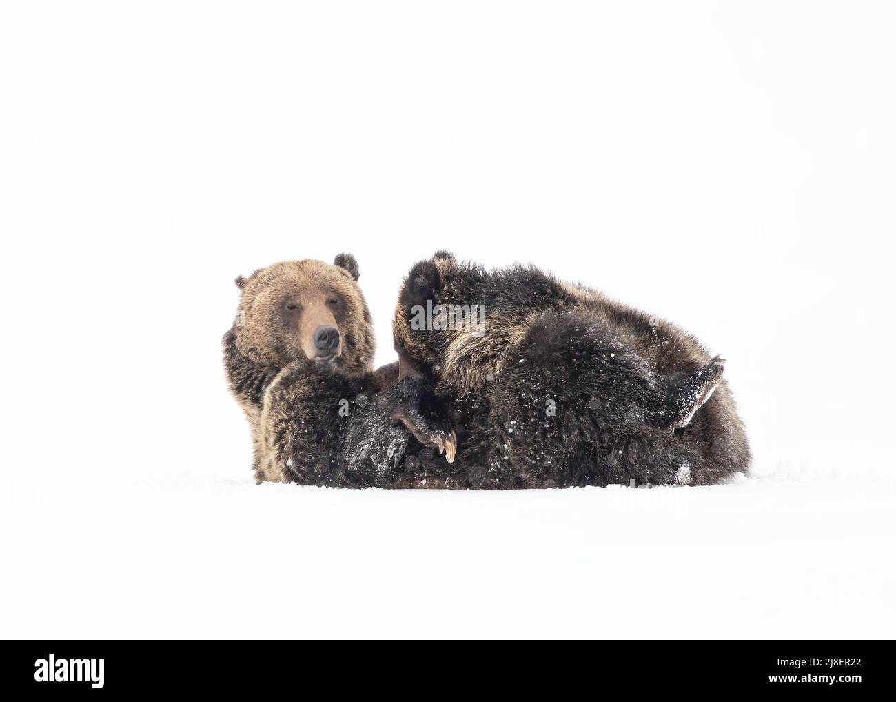 Grizzly Bear (Ursus arctos horribilis) sät mit zwei Jungen im Schnee, Wyoming, USA Stockfoto