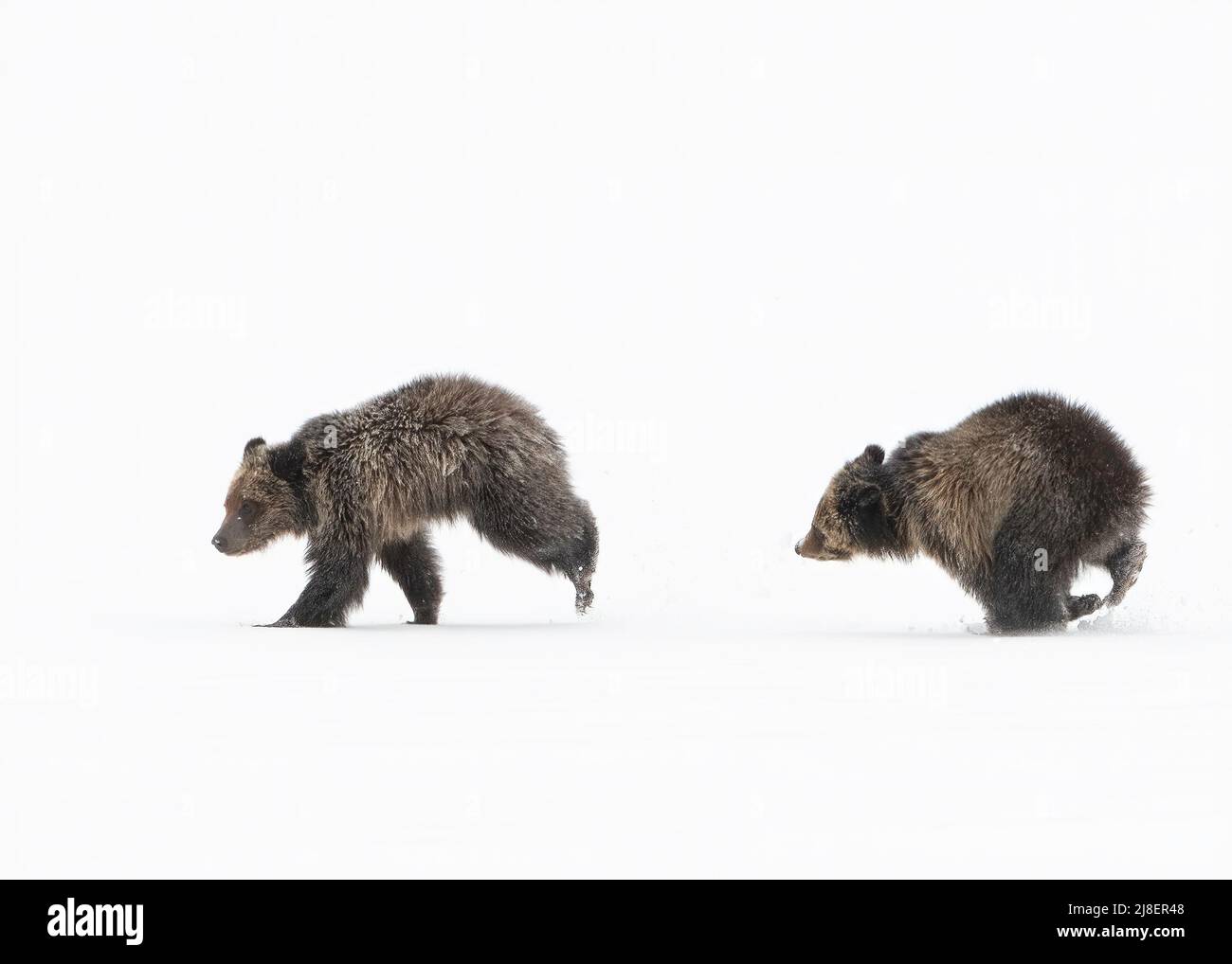 Grizzly Bear (Ursus arctos horribilis) sät mit zwei Jungen im Schnee, Wyoming, USA Stockfoto