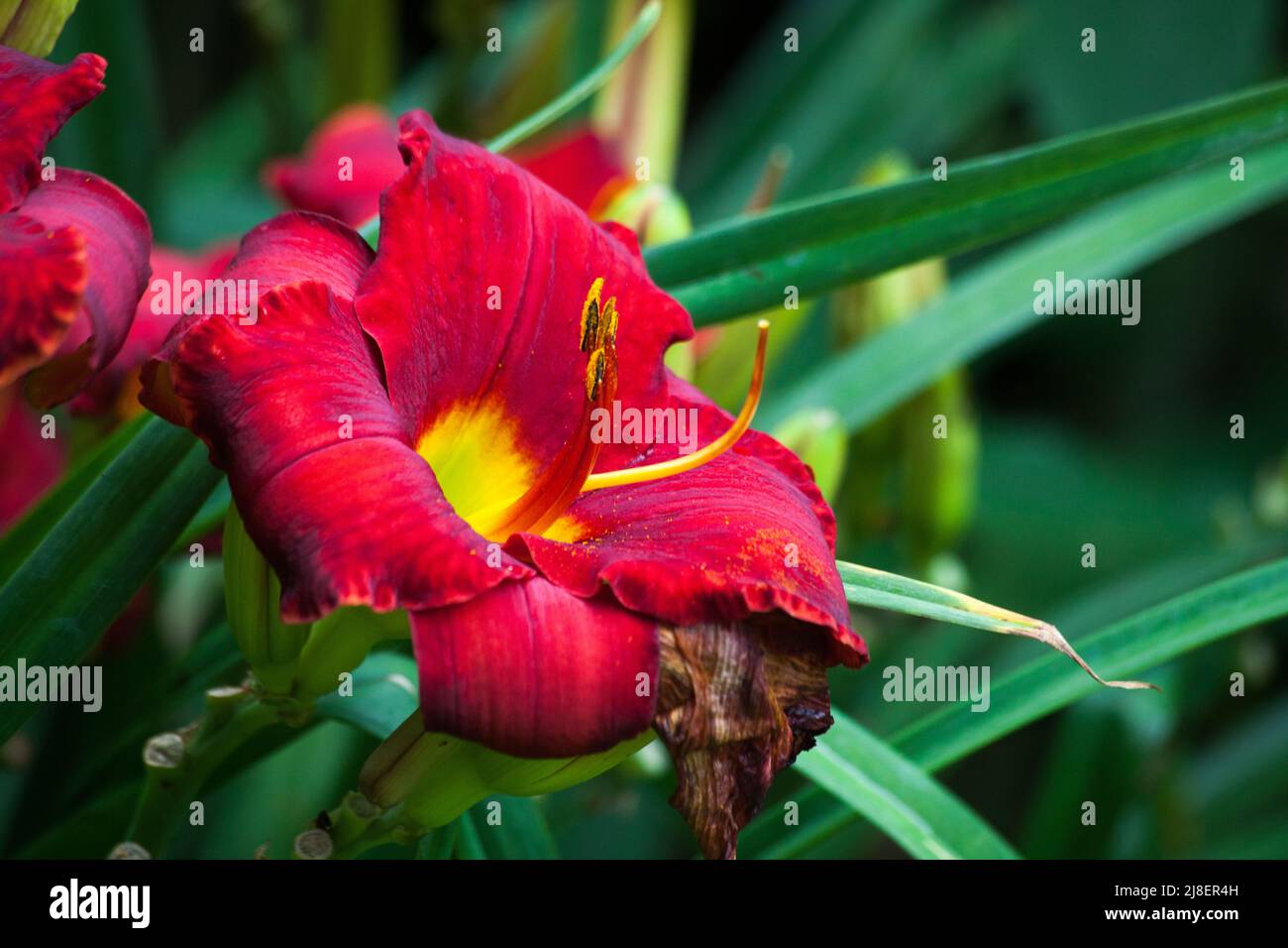Rote Taglilie in voller Blüte Stockfoto