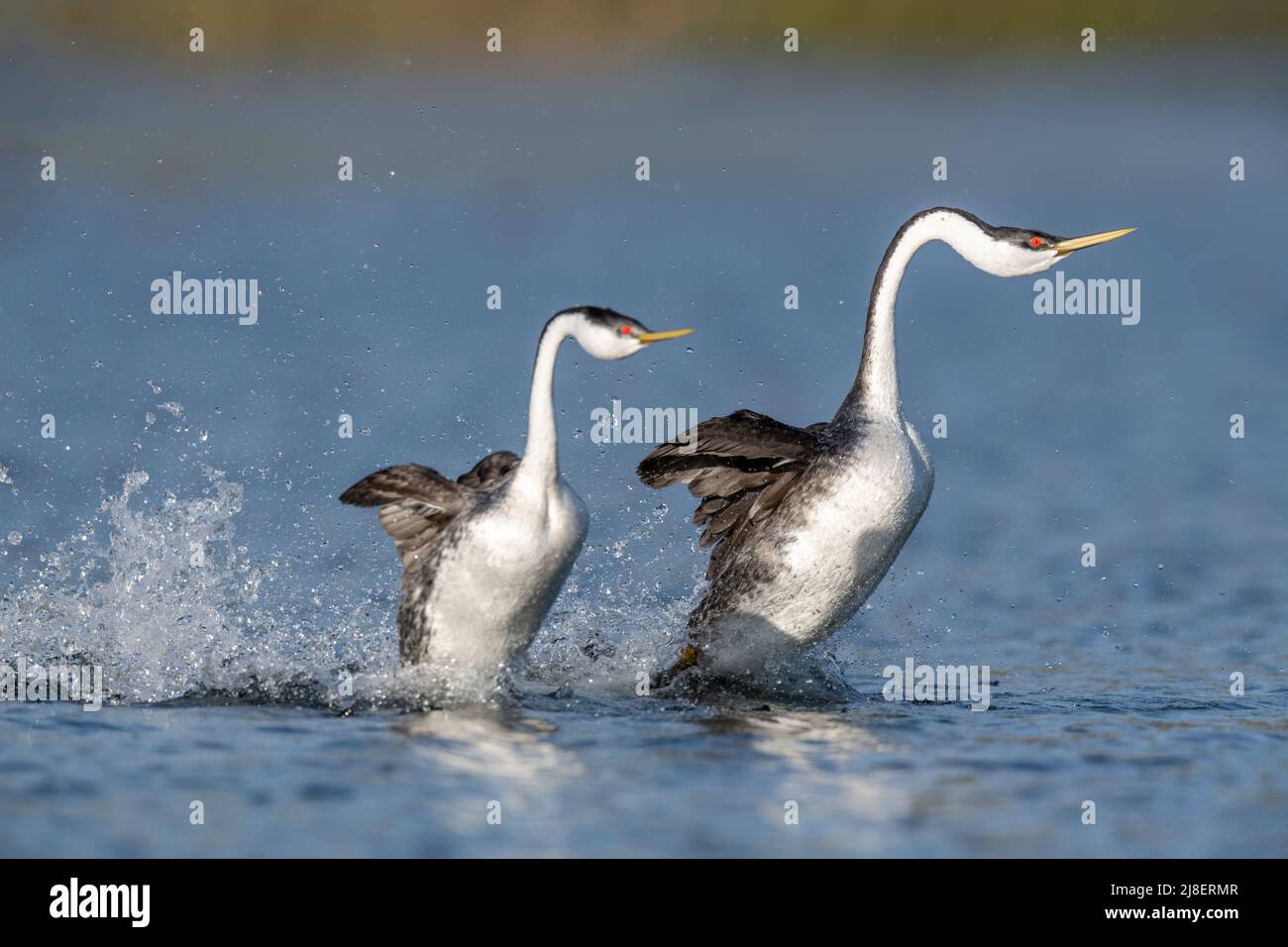 Western Grebe (Aechmophorus occidentalis), Aufzuchttanz, Rush, Nordamerika Stockfoto