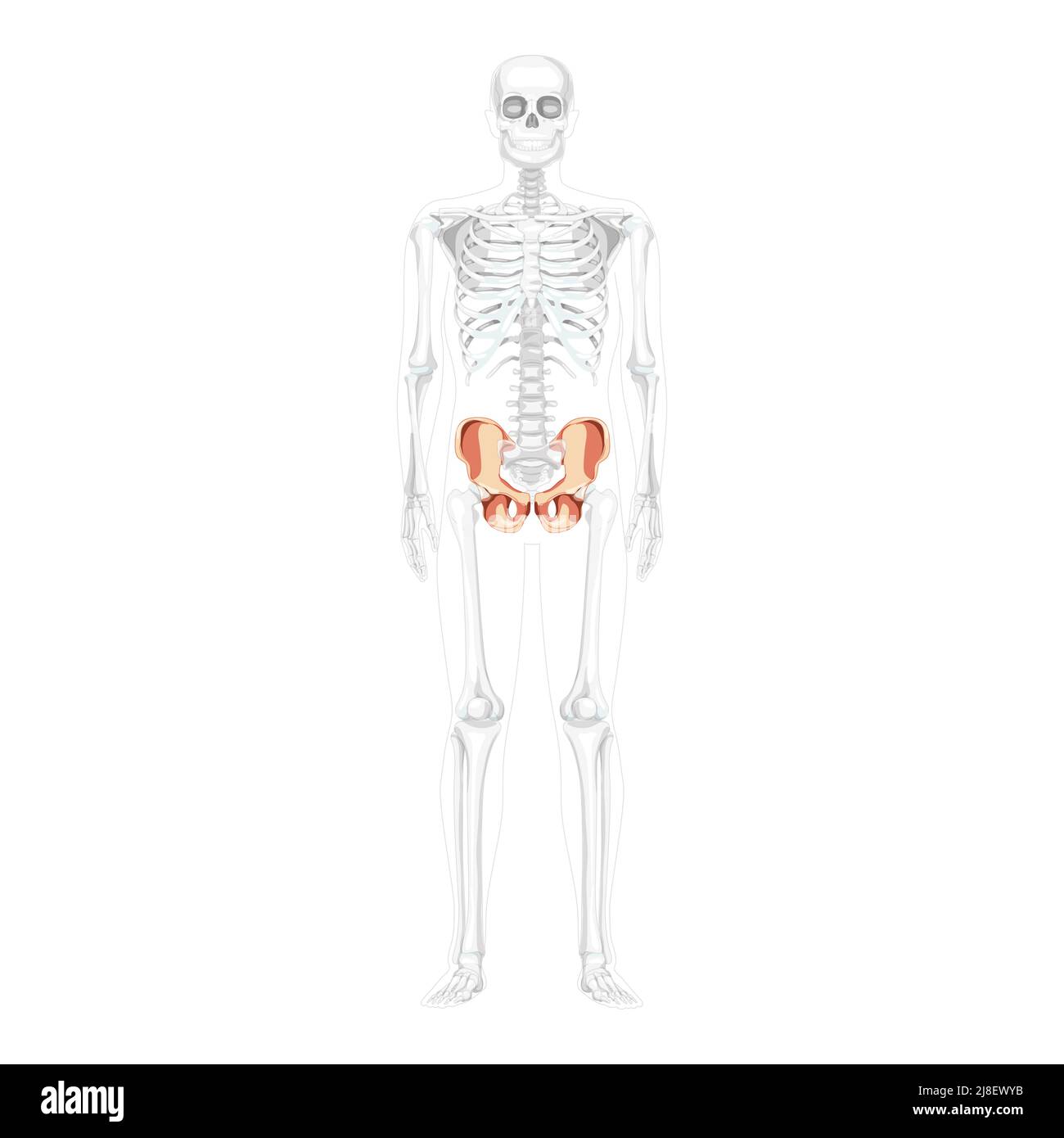 Skelett Becken Hüftknochen Human Front Vorderansicht mit teilweise transparenter Knochenposition. 3D realistisches, flaches natürliches Farbkonzept Vektordarstellung der Anatomie auf weißem Hintergrund isoliert Stock Vektor