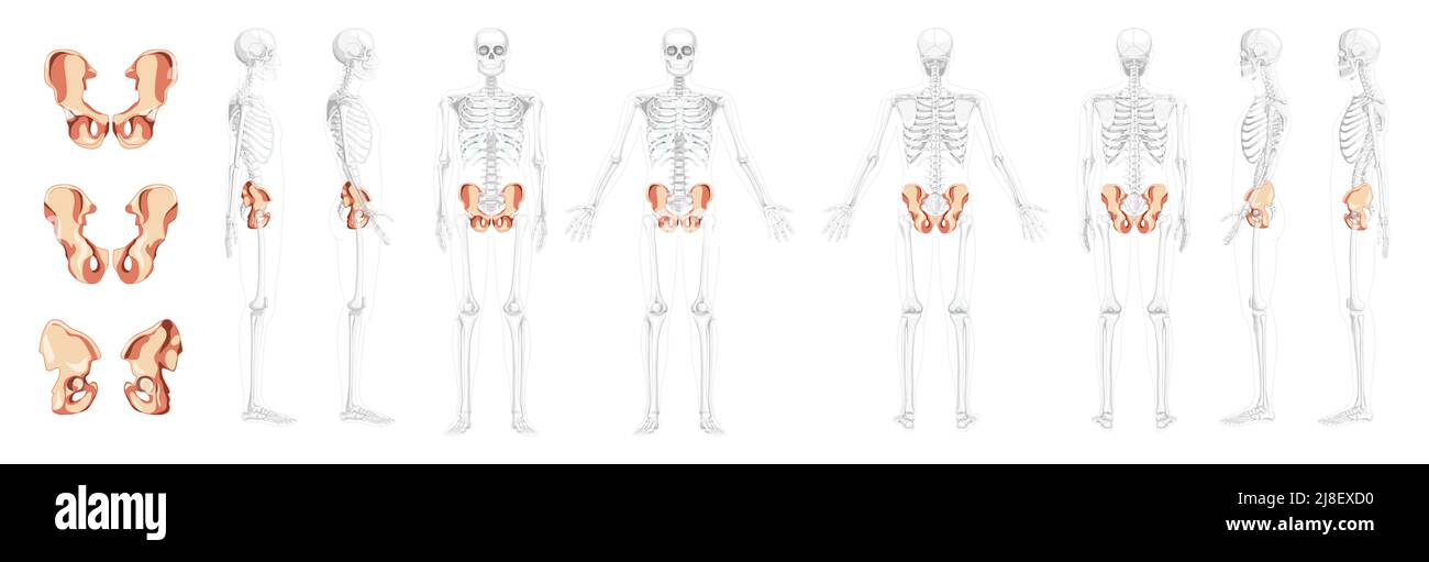 Set Skelett Becken Hüftknochen Human Front back side view with partily transparent Bones Position. 3D realistisches, flaches natürliches Farbkonzept Vektordarstellung der Anatomie auf weißem Hintergrund isoliert Stock Vektor