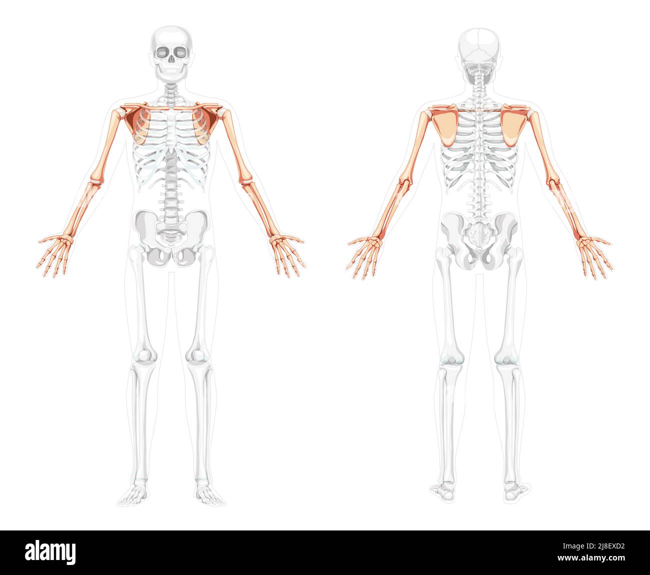 Skelett obere Extremität Arme mit Schultergurt menschliche Vorderansicht mit zwei Armhaltungen mit teilweise transparenter Knochenposition. Hände realistisch flach Vektor-Illustration der Anatomie isoliert auf weiß Stock Vektor