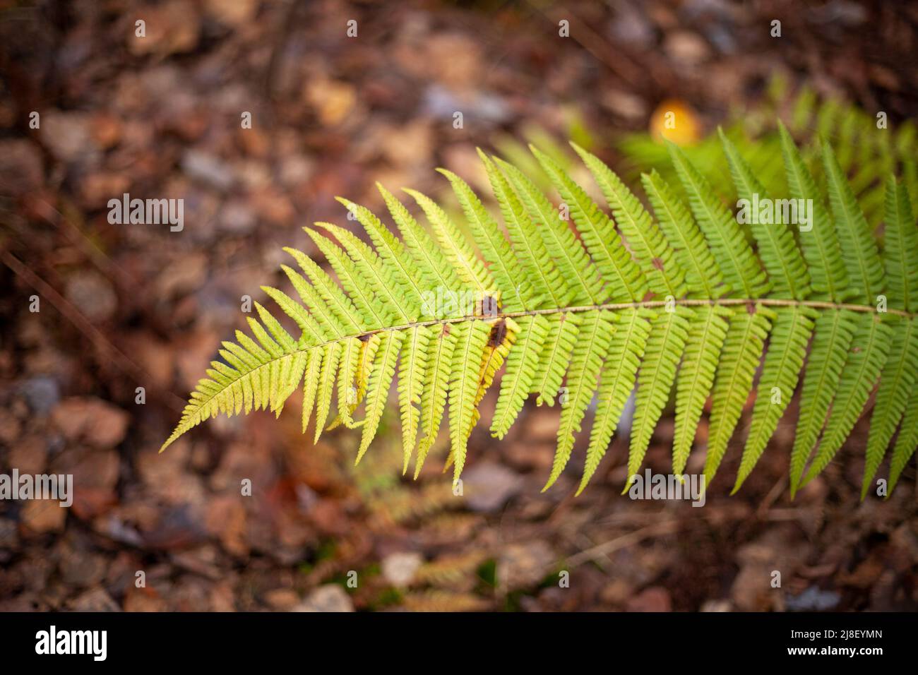 Farn im Wald. Wachstum in der Natur. Natürliche Farben der Flora. Stockfoto