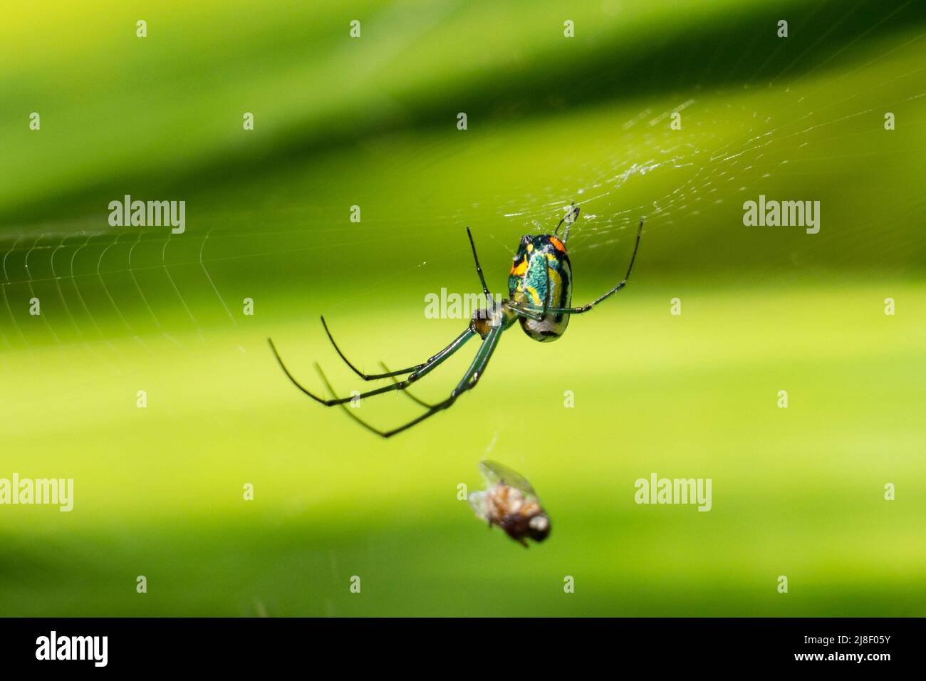 Eine bunte Mabel Orchard Orbweaver Spinne (Leucauge argyrobapta), die kopfüber aus ihrem Netz mit einer gefangenen Fliege hängt. Stuart, Florida, USA. Stockfoto