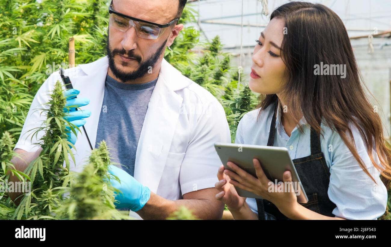 Professionelle Forscher überprüfen Pflanzen und führen Qualitätskontrollen von legal angebauten Cannabispflanzen für medizinische Zwecke in großen Gewächshäusern durch. Stockfoto