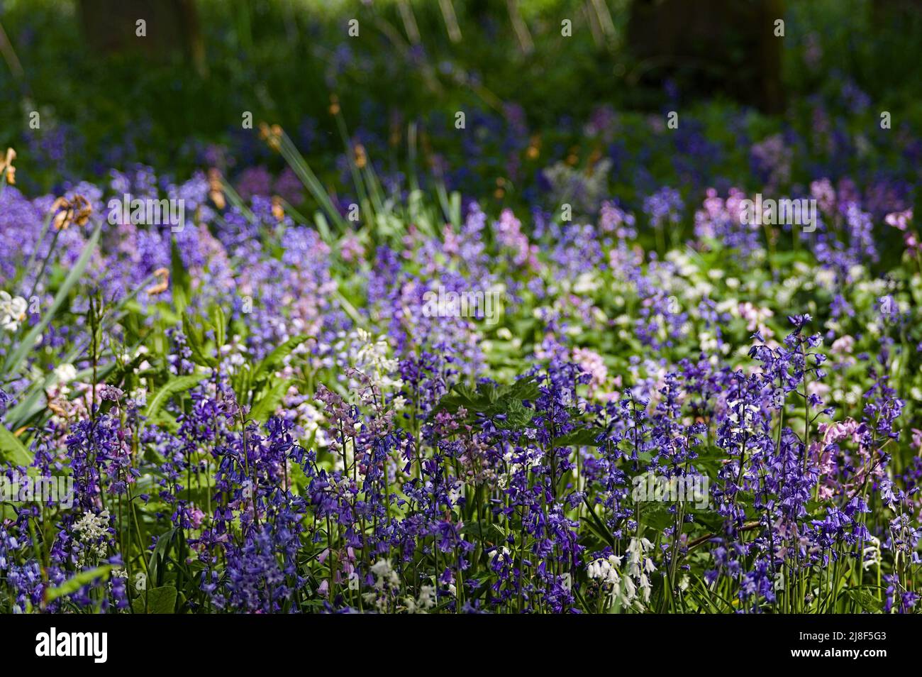 Farbige Blauglockenblüten (Hyacinthoides non-scripta) im Wald an einem sonnigen Frühlingstag Stockfoto