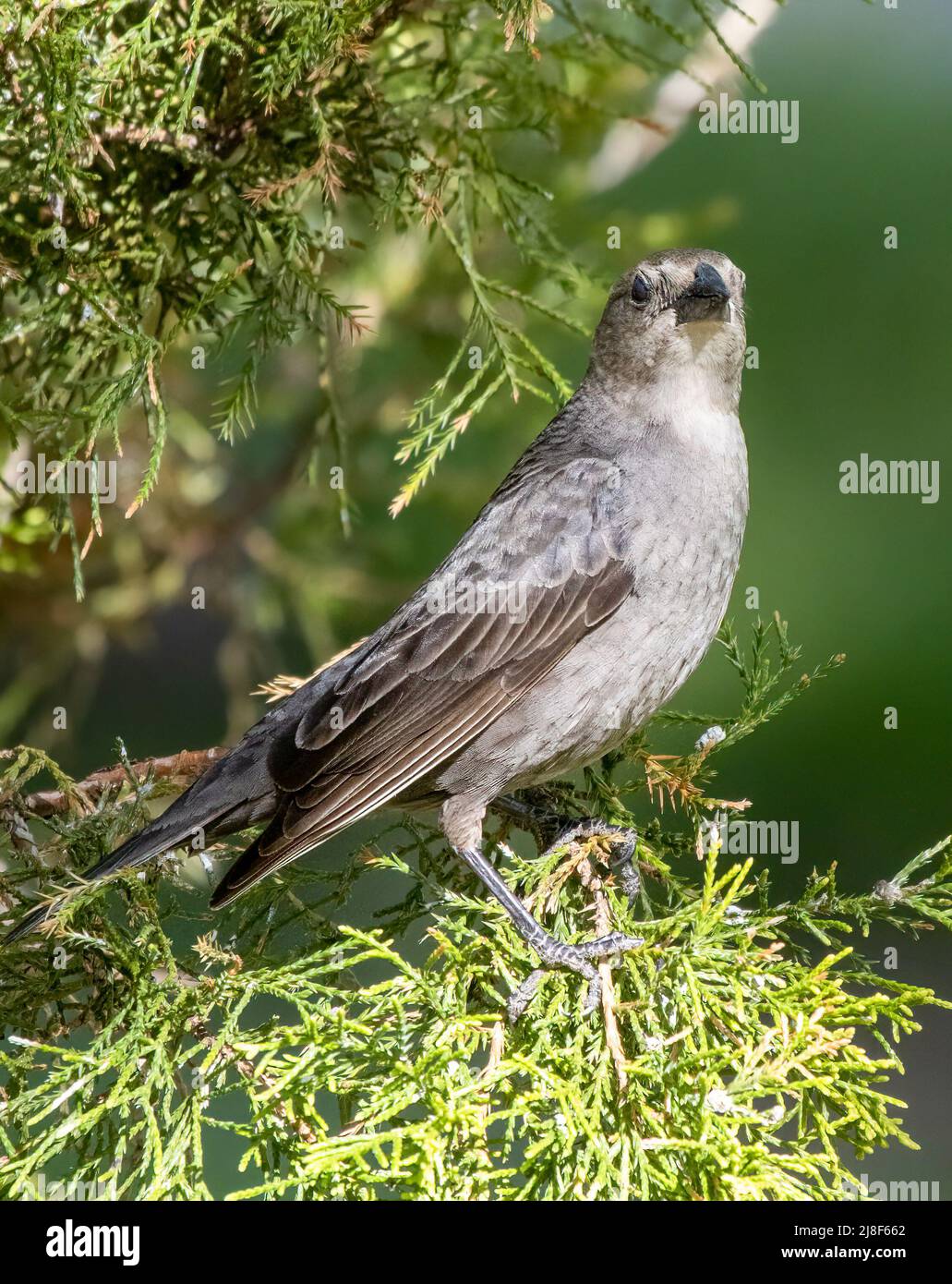 Grauer Catbird auf dem Branch Side View Dumetella carolinensis Stockfoto