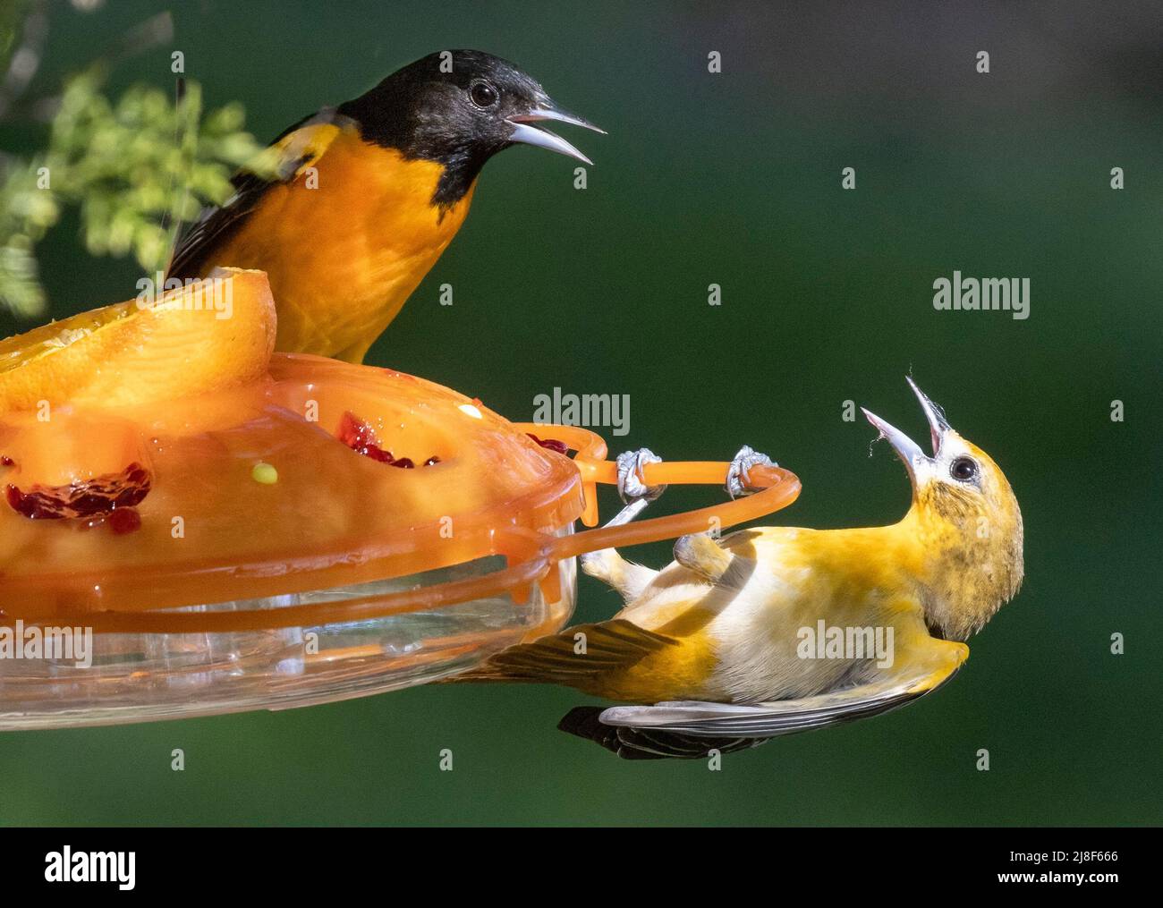 Männliche und weibliche Baltimore Orioles bei Feeder Icterus galbula Stockfoto
