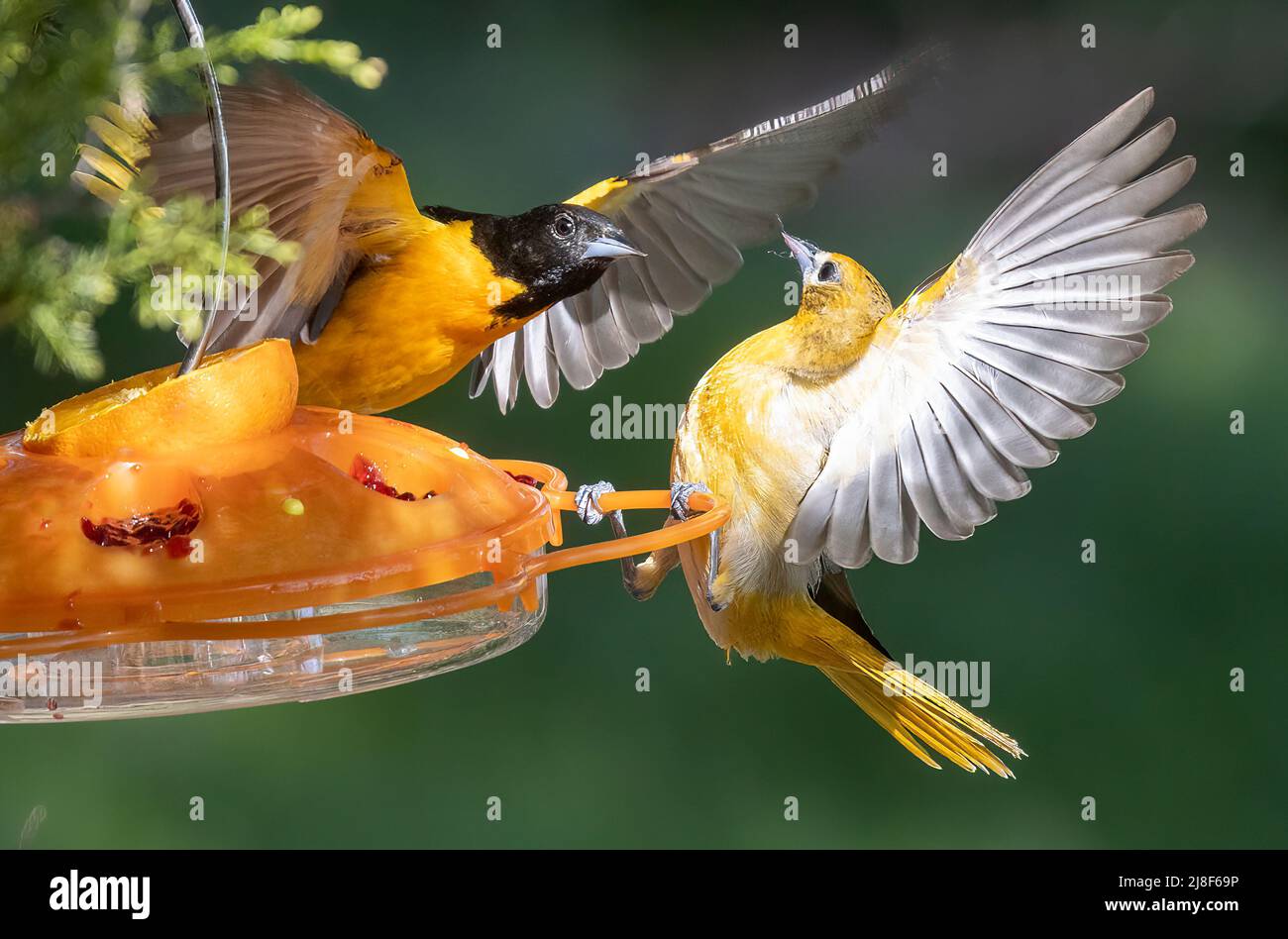 Männliche und weibliche Baltimore Orioles kämpfen an Einer Feeder-Icterus-Galbula Stockfoto