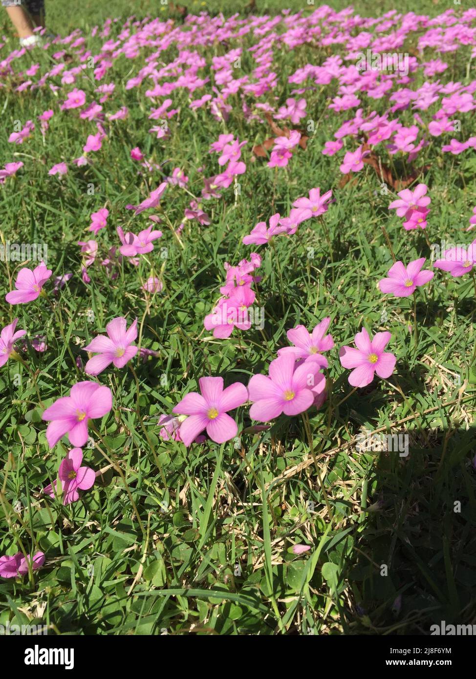 Kleine rosa Blüten im Gras Stockfoto