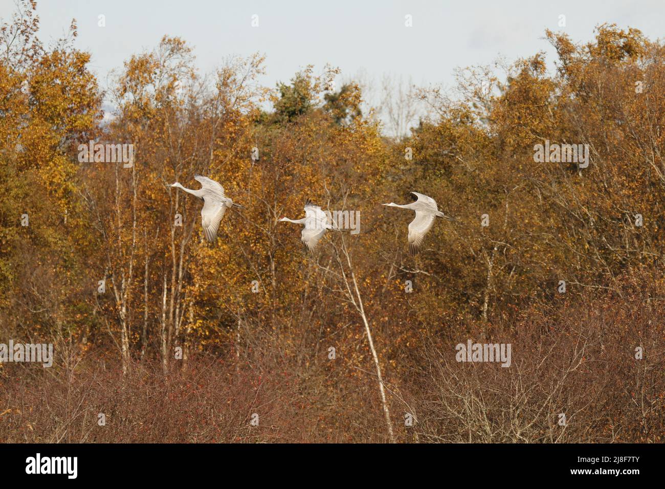 Drei Sandhügelkrane (Antigone canadensis) fliegen vor braunen oder orangen Bäumen zusammen. Aufgenommen in Delta, BC, Kanada. Stockfoto