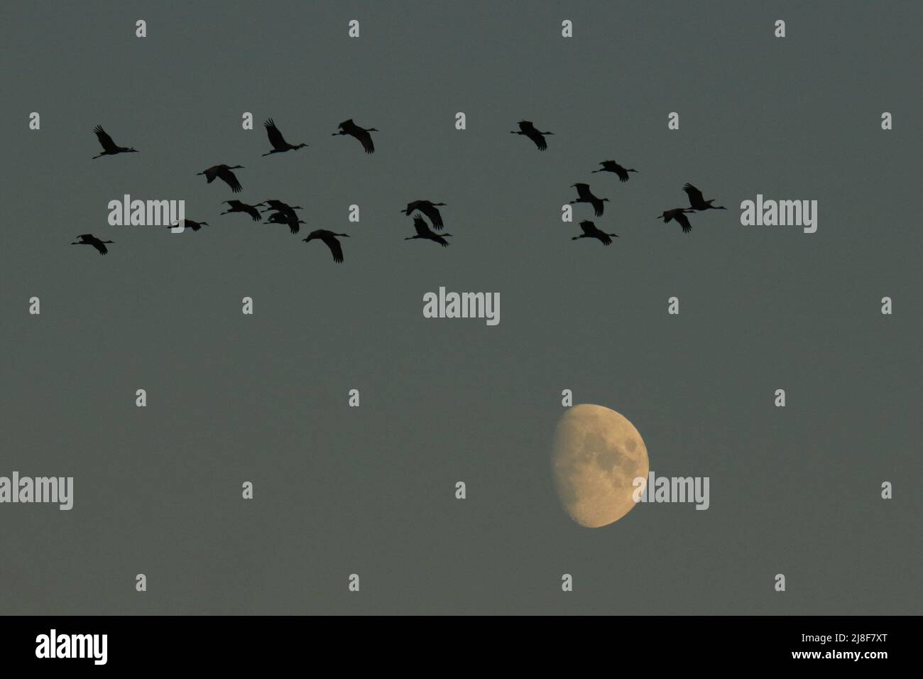 Eine Herde von achtzehn Sandhill Cranes (Antigone canadensis), die in der Dämmerung in Silhouette über dem Mond fliegen. Aufgenommen in Victoria, BC, Kanada. Stockfoto