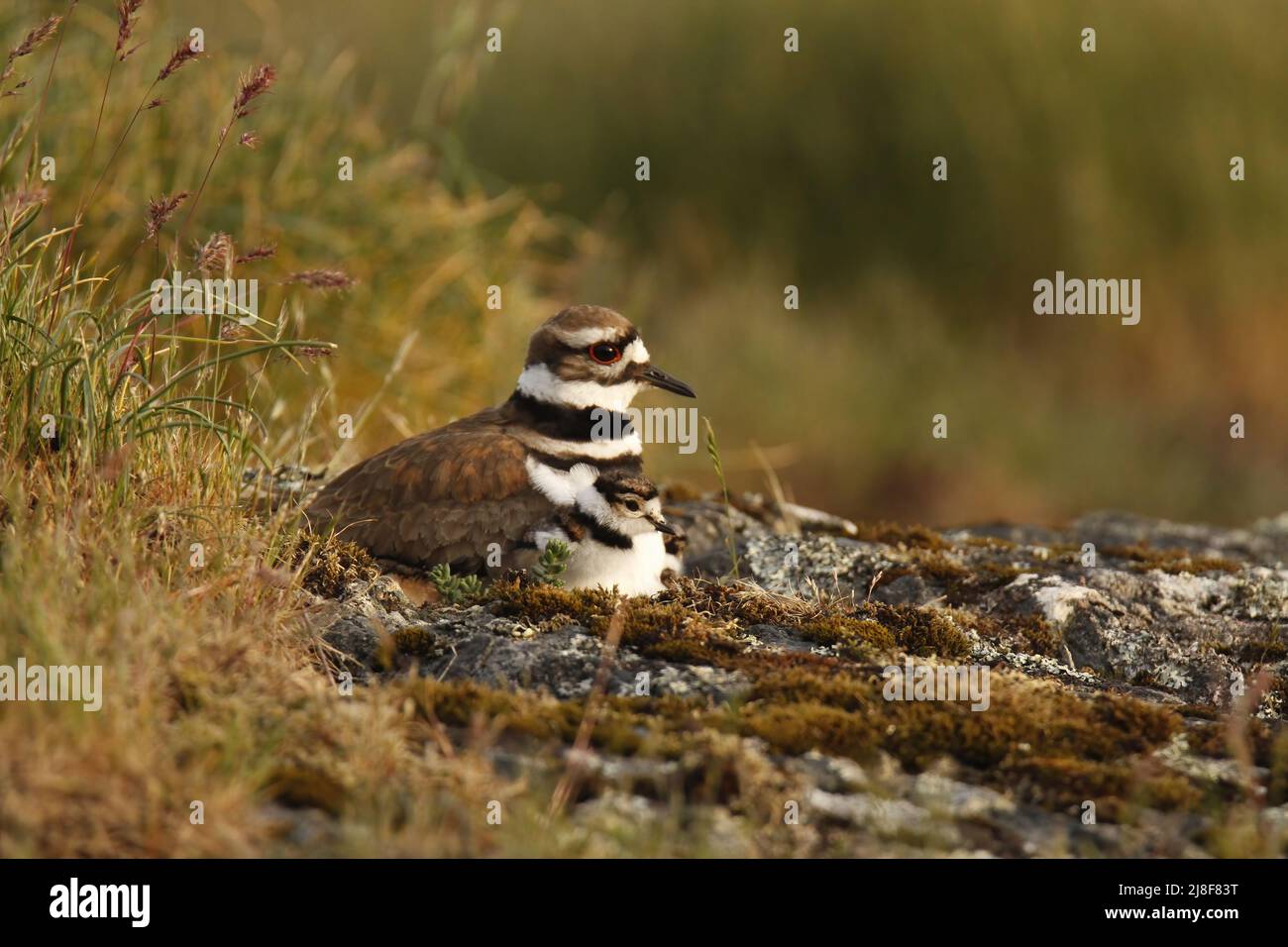 Ein einzelner erwachsener Killdeer (Charadrius vociferus) plündern den Seegras und sein Baby, das auf einem felsigen Grasfeld am Nest sitzt. Aufgenommen in Victoria, BC, Can Stockfoto