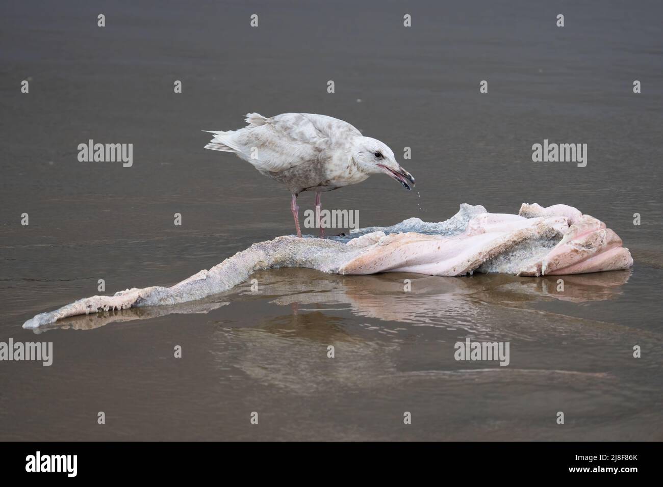Eine Möwe (möglicherweise eine hybride Glucous-geflügelte x Western, auch bekannt als „Olympische“ Möwe) frisst am Cannon Beach in Oregon, USA, ein Stück toter Wal. Stockfoto