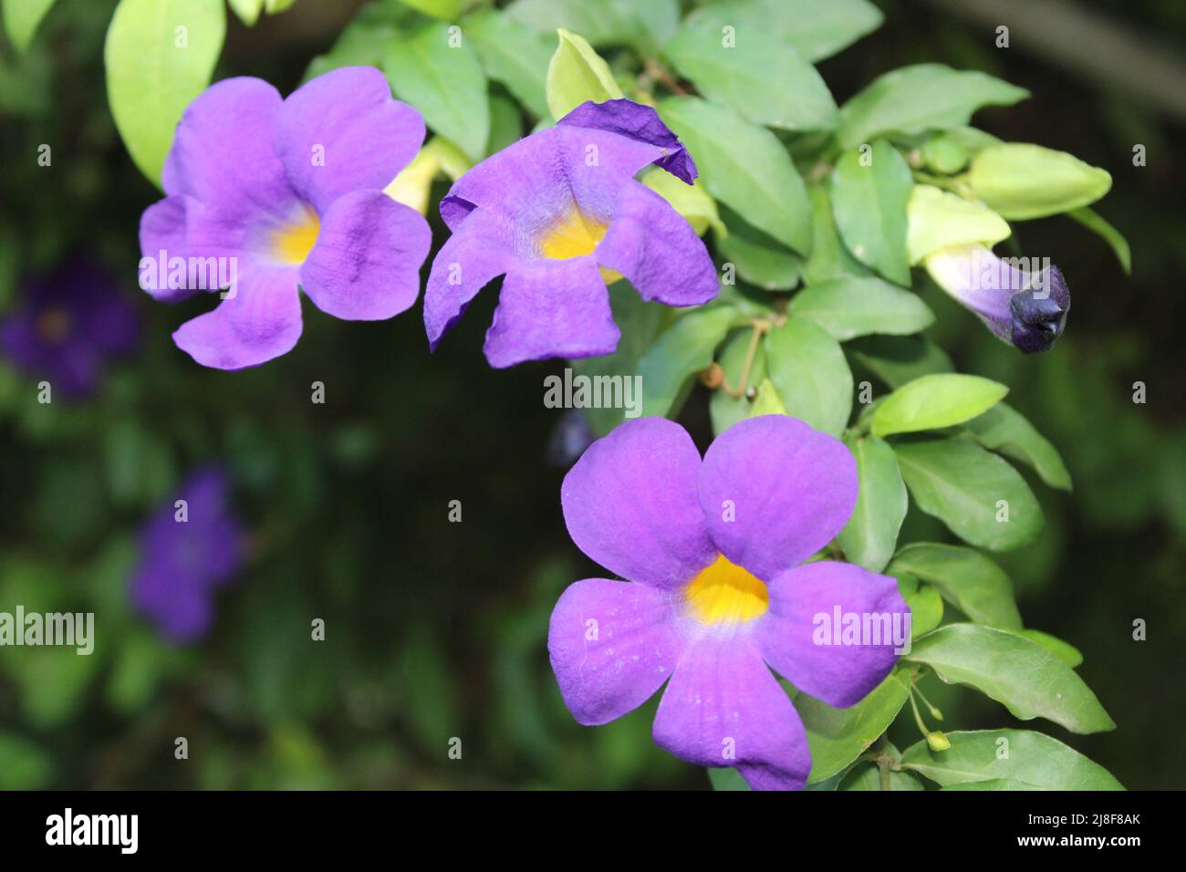 Violette Blüten einer Buschuhr-Rebe (thunbergia erecta), die auch als Königsmantel oder Kartoffelstrauch bezeichnet wird, die in einem Hof in Port Moresby angebaut wird Stockfoto