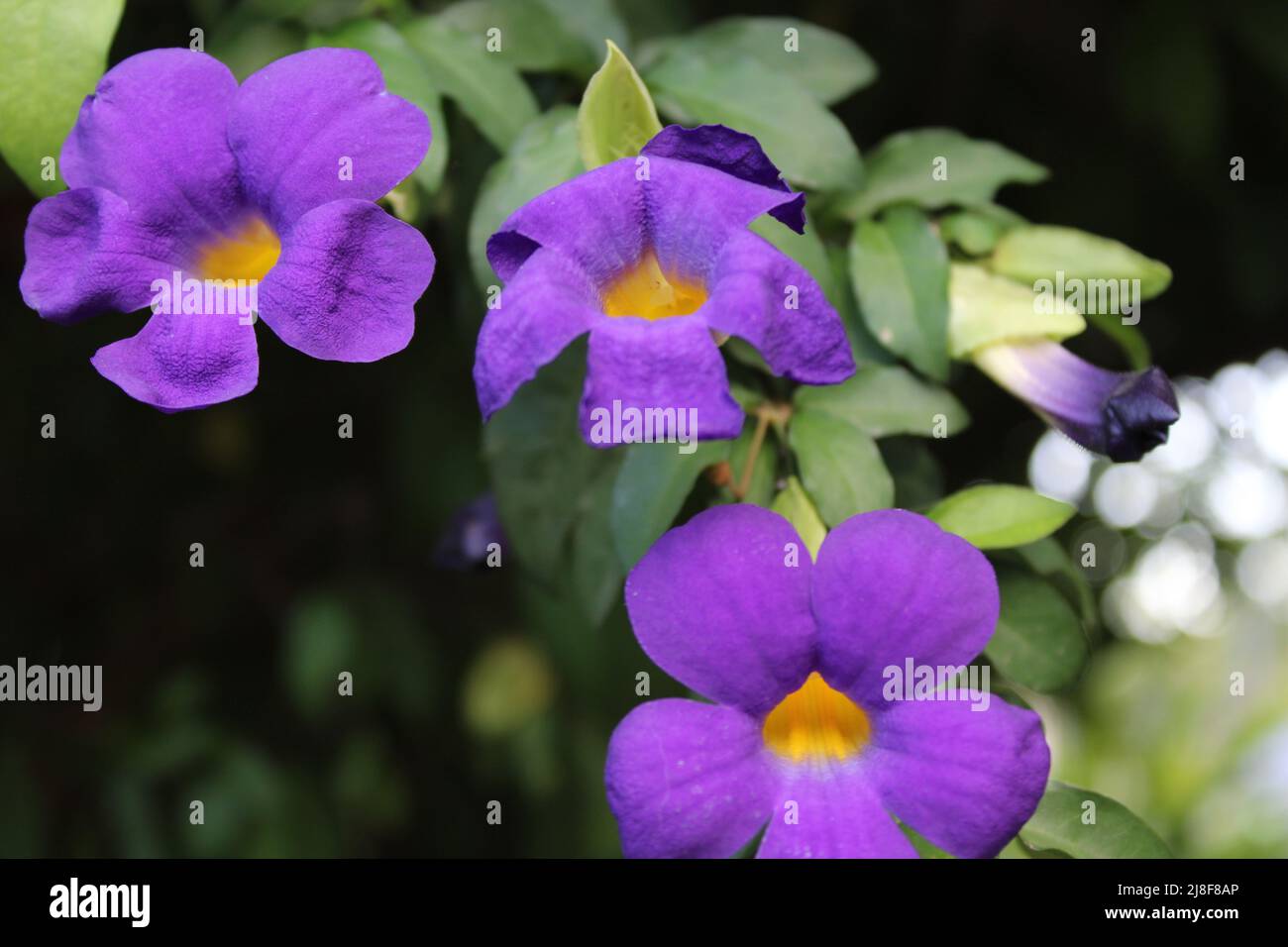 Violette Blüten einer Buschuhr-Rebe (thunbergia erecta), die auch als Königsmantel oder Kartoffelstrauch bezeichnet wird, die in einem Hof in Port Moresby angebaut wird Stockfoto