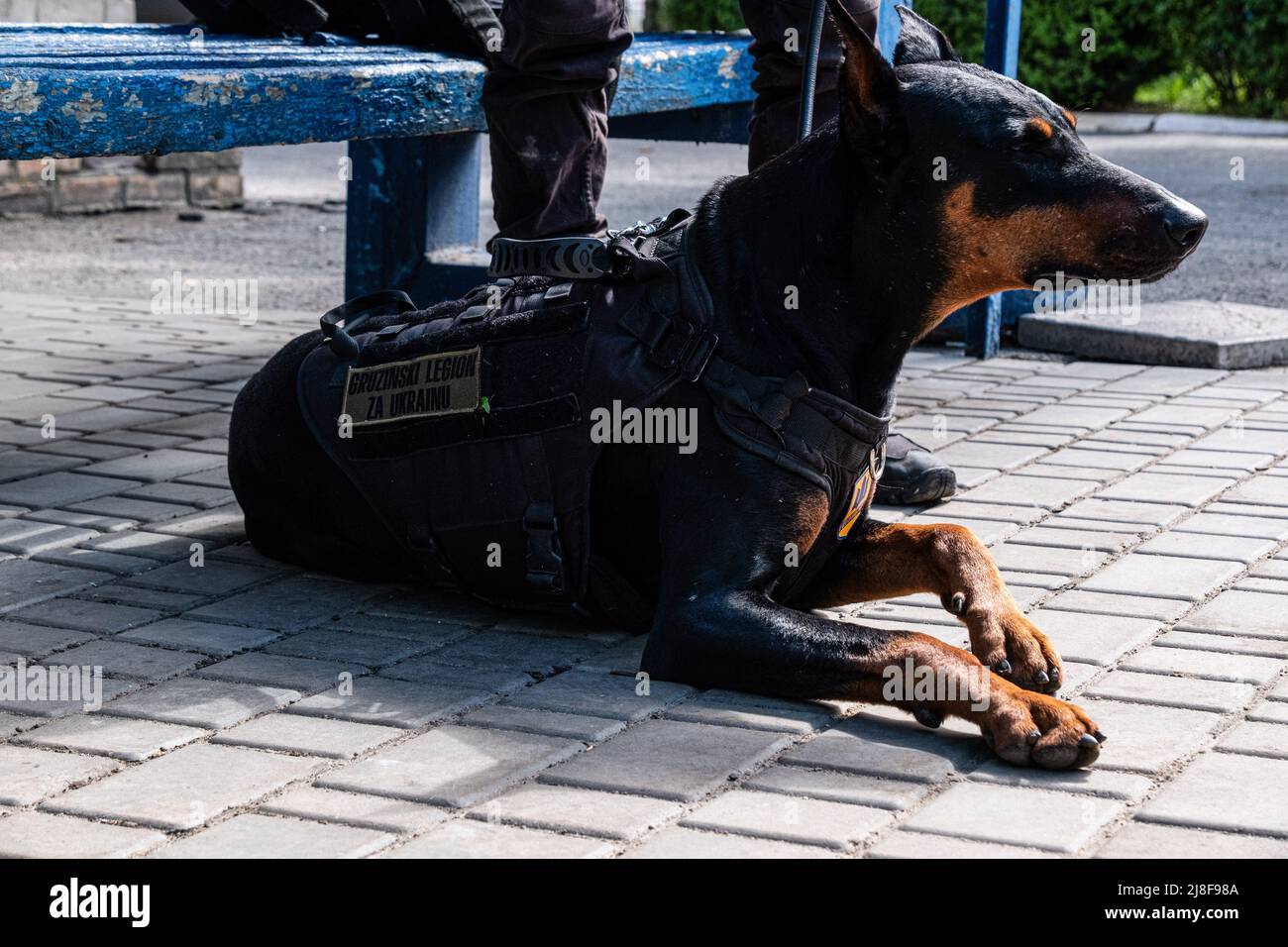 Ein Hund mit einer kugelsicheren Weste liegt außerhalb des Krankenhauses. Pokrovskoe Krankenhaus ist ein kleines Krankenhaus, aber sehr wichtig, um die Bedingungen der Soldaten in der Frontline So bald wie möglich verletzt zu stabilisieren und sie dann in größere Krankenhäuser in Saporischschja und Dnipro zu übertragen. Pokrovksoe ist eine Stadt in littell in der Region Dnipropetrowsk, Saporischschja und die Dnipro-Regionen sind seit Beginn der Schlacht um den Donbass ein Schwerpunkt russischer Angriffe und dienen beide als Tor zur inneren Ukraine. Russland marschierte am 24. Februar 2022 in die Ukraine ein und löste damit den größten militärischen Angriff in Europa seit dem Zweiten Weltkrieg aus (Pho Stockfoto