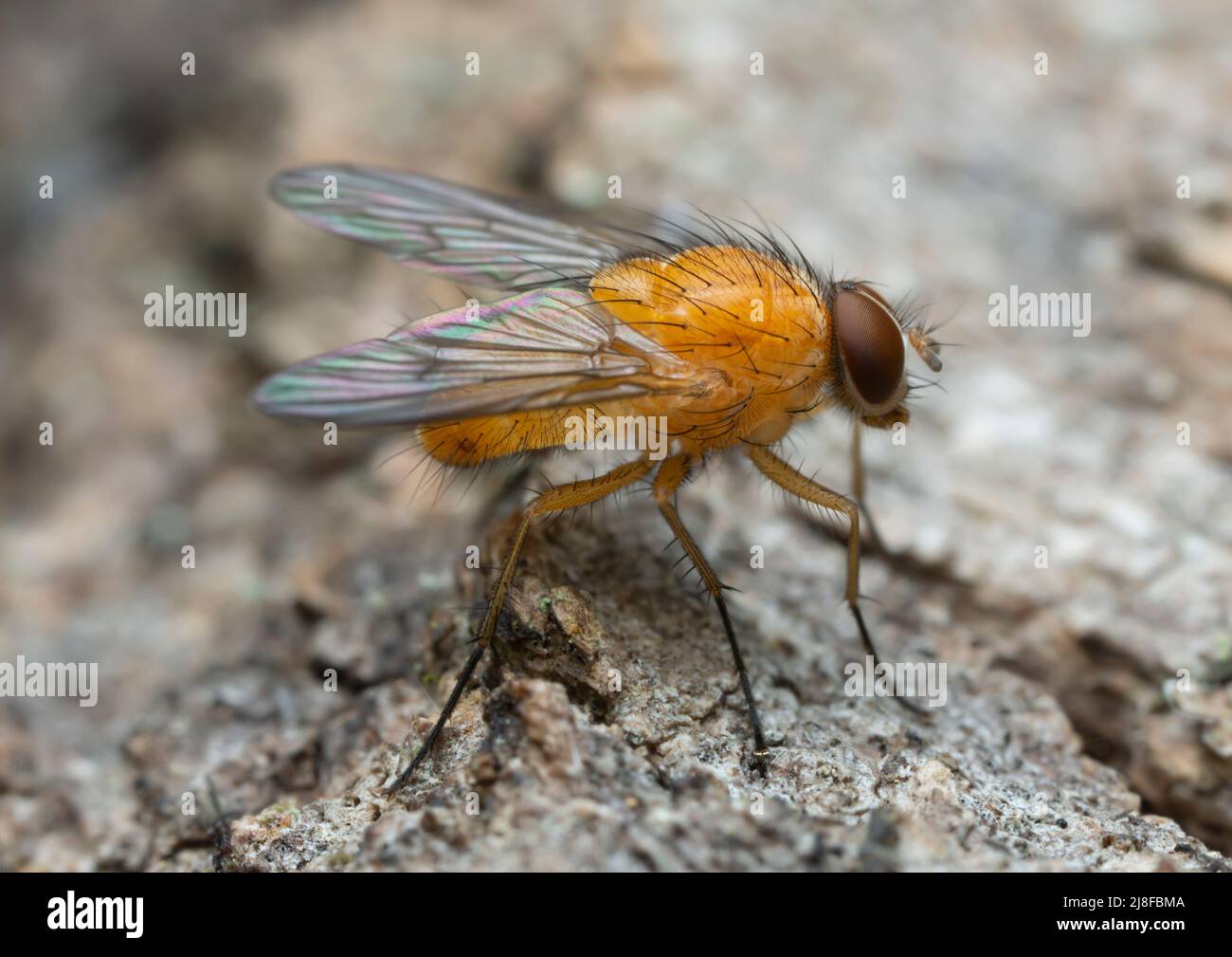 Makrofoto der Fliege auf Rinde Stockfoto