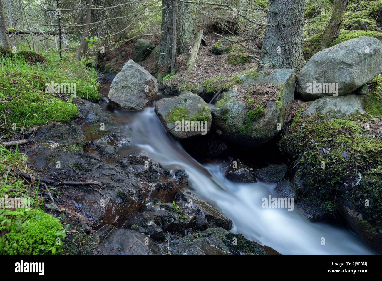 Kleiner Bach im natürlichen Wald, mit langer Belichtung fotografiert. Der Standort ist ein Wald in Schweden. Stockfoto