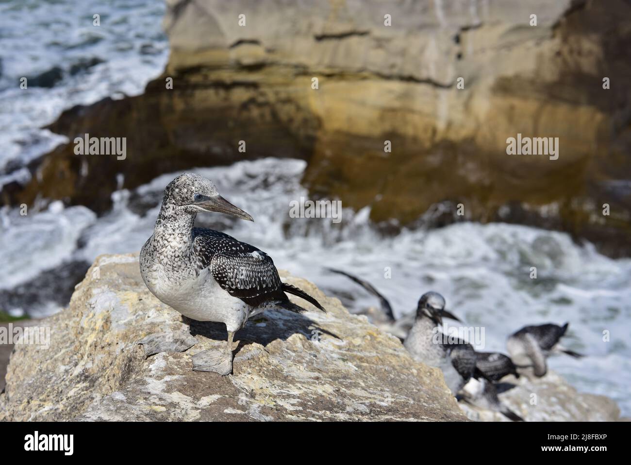 Junglandölpel am Muriwai Beach in der Nähe von Auckland Stockfoto