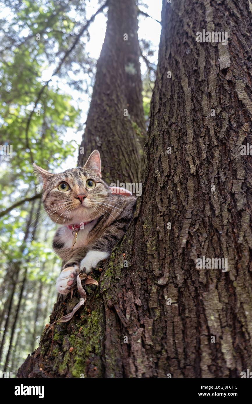 Tabby Katze schaut aufmerksam auf einen Baum in einem Wald Stockfoto