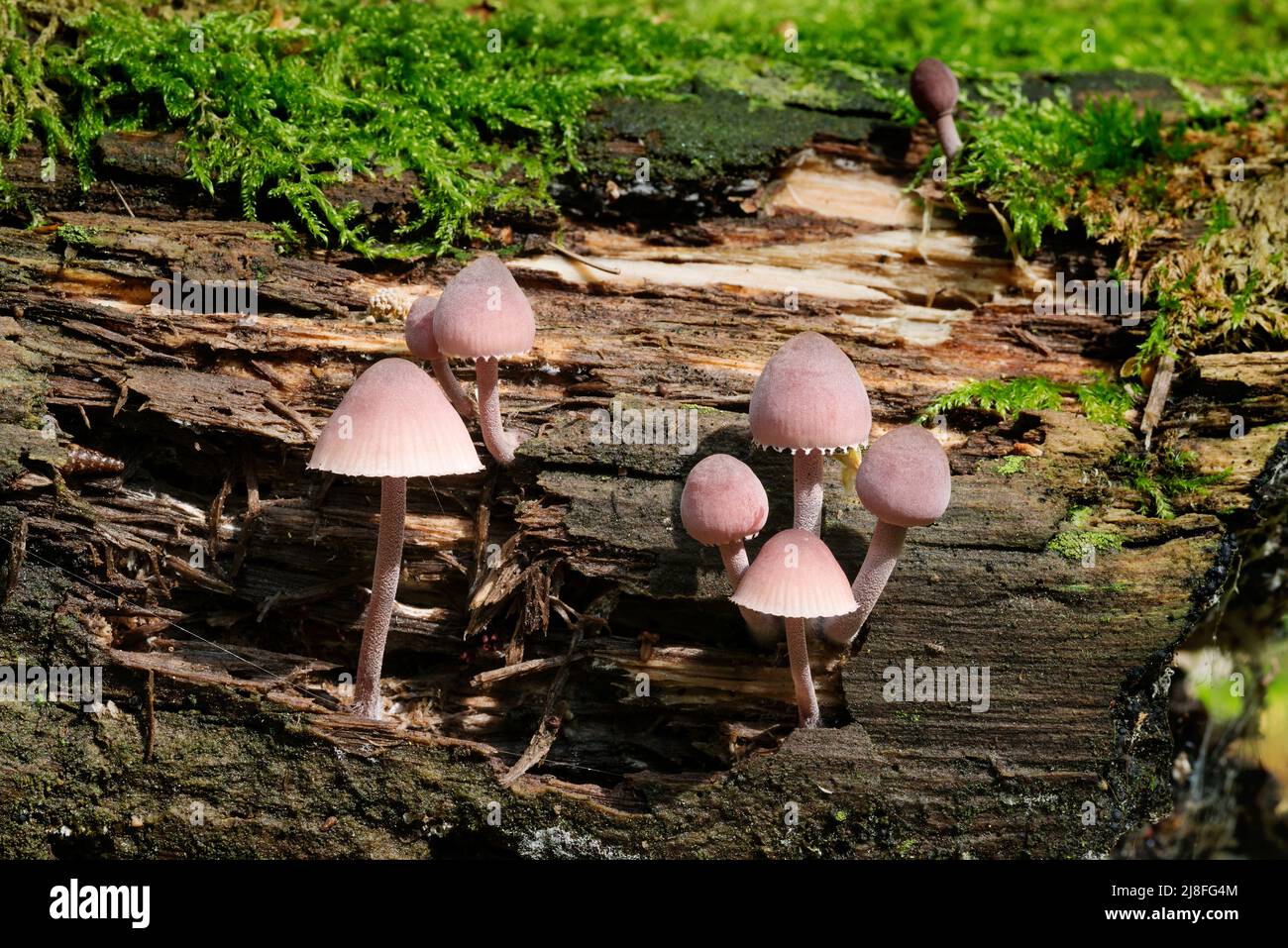 Wildtiere in Europa - essbare und ungenießbare Pilze, die im Wald wachsen. Stockfoto