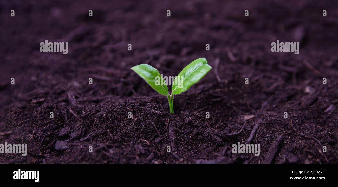 Pflanze sprießt in gutem Boden. Grüner Sämling wächst im Boden, Kopierer Raum. Landwirtschaft, Bio-Garten und Ökologie, Neues Lebenskonzept Stockfoto