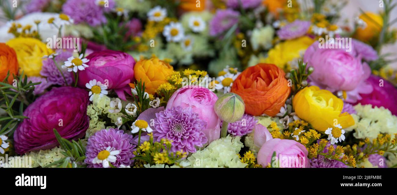 Frische bunte wilde Blumen und Kräuter Hintergrund, Nahaufnahme. Garten Natur blüht, Frühling. Blumenstrauß, Banner für Frauen oder Mütter Stockfoto