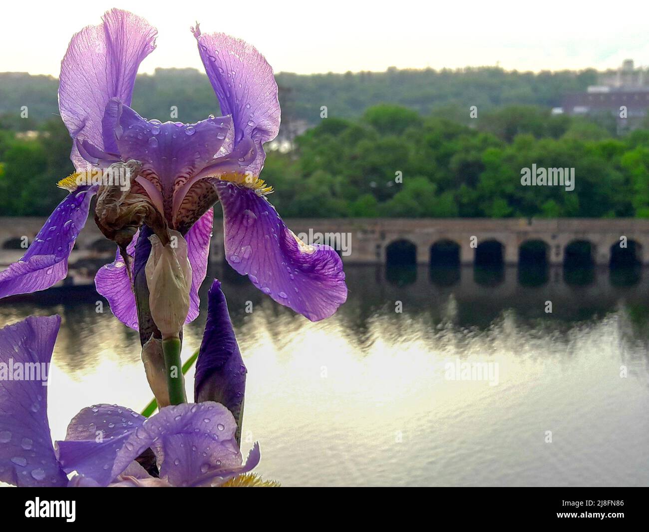 Lila Iris auf dem Flusshintergrund Stockfoto