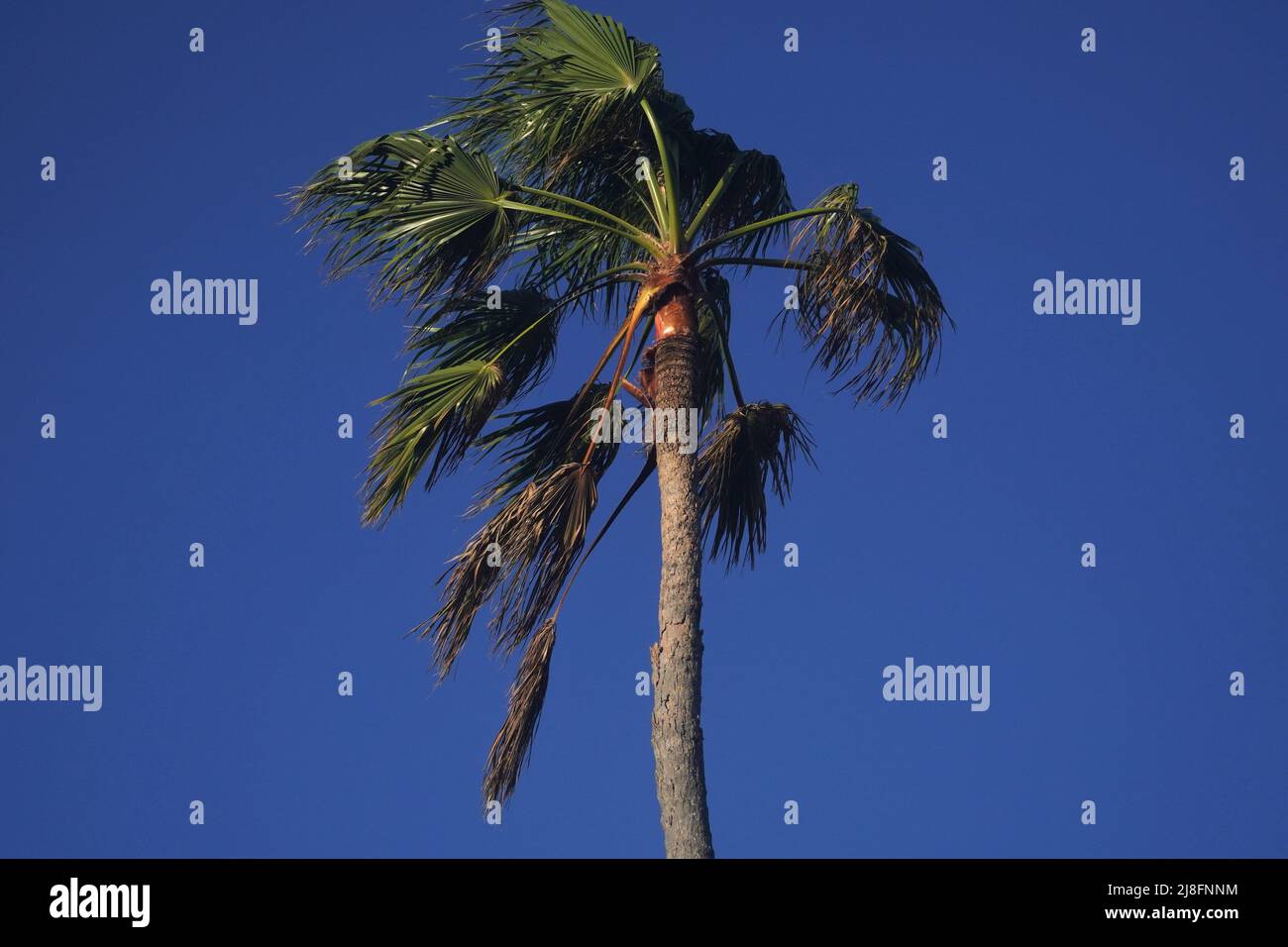 Palmenoberteil an einem windigen Tag gegen den blauen Himmel im späten Nachmittagslicht Stockfoto