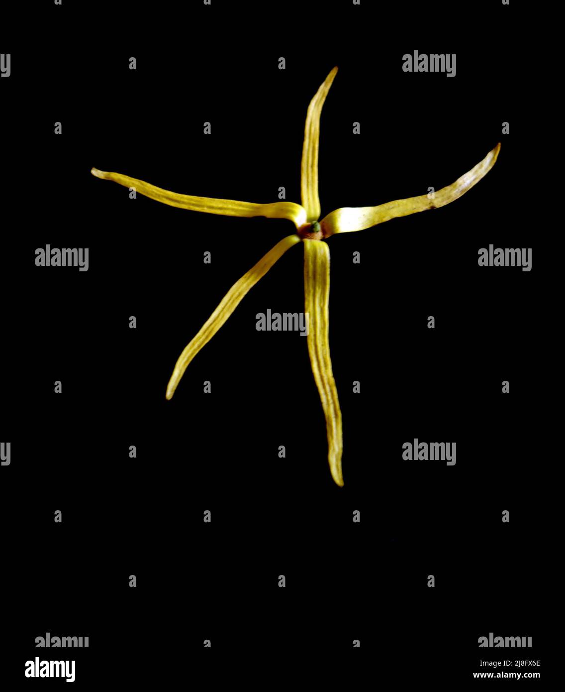 Ylang-Ylang Blume auf schwarzem Hintergrund Stockfoto