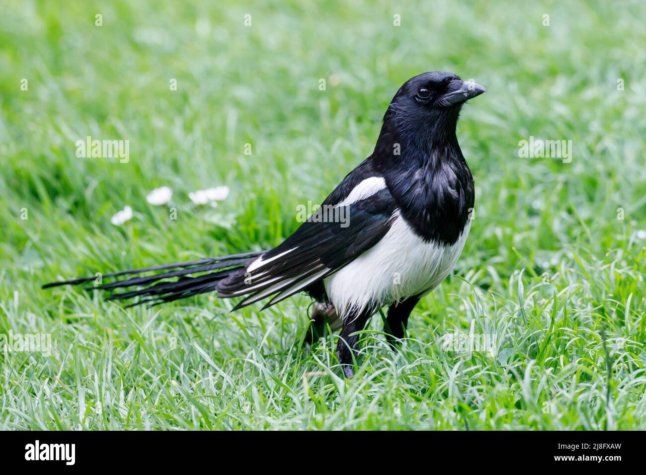 Elster (Pica pica) auf einer Gartenrasen in Sussex, Großbritannien Stockfoto