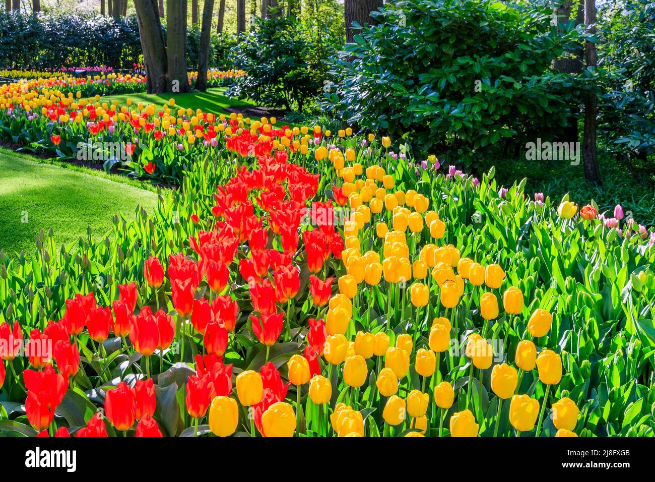 Blühende bunte Tulpen im öffentlichen Blumengarten Keukenhof. Lisse, Holland, Niederlande. Stockfoto