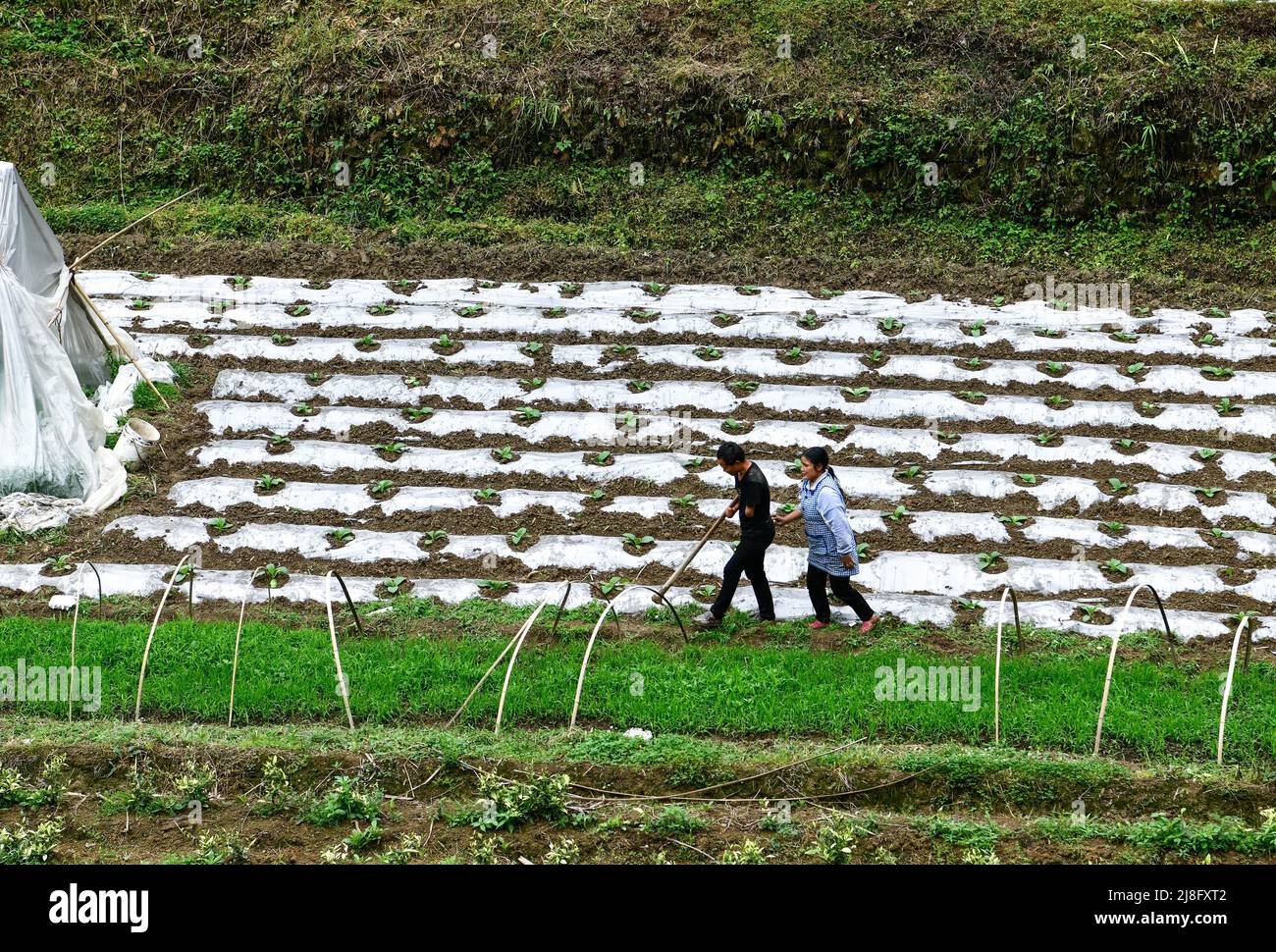 (220516) -- ZUNYI, 16. Mai 2022 (Xinhua) -- Zhao Youliang und Jian Qin gehen, um auf dem Feld in der Gemeinde Zhongguan, Bezirk Zheng'an, südwestlich der Provinz Guizhou, zu arbeiten, 12. Mai 2022. Zhao Youliang und Jian Qin leben tief in den Bergen von Zunyi in der Provinz Guizhou und sind ein Paar mit Behinderungen. Die 50-jährige Zhao verlor aufgrund einer Amputation in jungen Jahren seine Hände, und die 43-jährige Jian verlor ihr Augenlicht aufgrund der Verzögerung bei der Behandlung einer Krankheit in ihrer Kindheit. Im Alltag hilft Zhao seiner Frau mit den Augen zu sehen, während Jian ihrem Mann mit ihren Händen hilft. Die CO Stockfoto