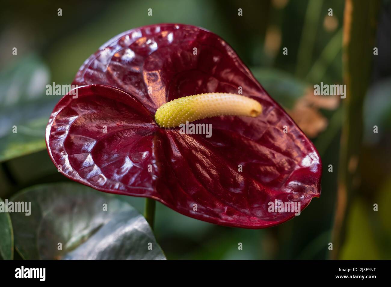 Anthurium Black Queen Blume, mehrjährige Pflanze in der Familie Araceae, die in tropischen Regenwäldern beheimatet ist. Stockfoto