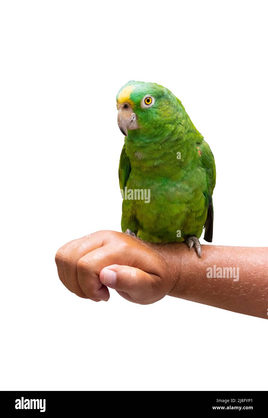 Grüner Papagei sitzt auf der Hand isoliert auf weiß. Amazonas-Papagei. Stockfoto