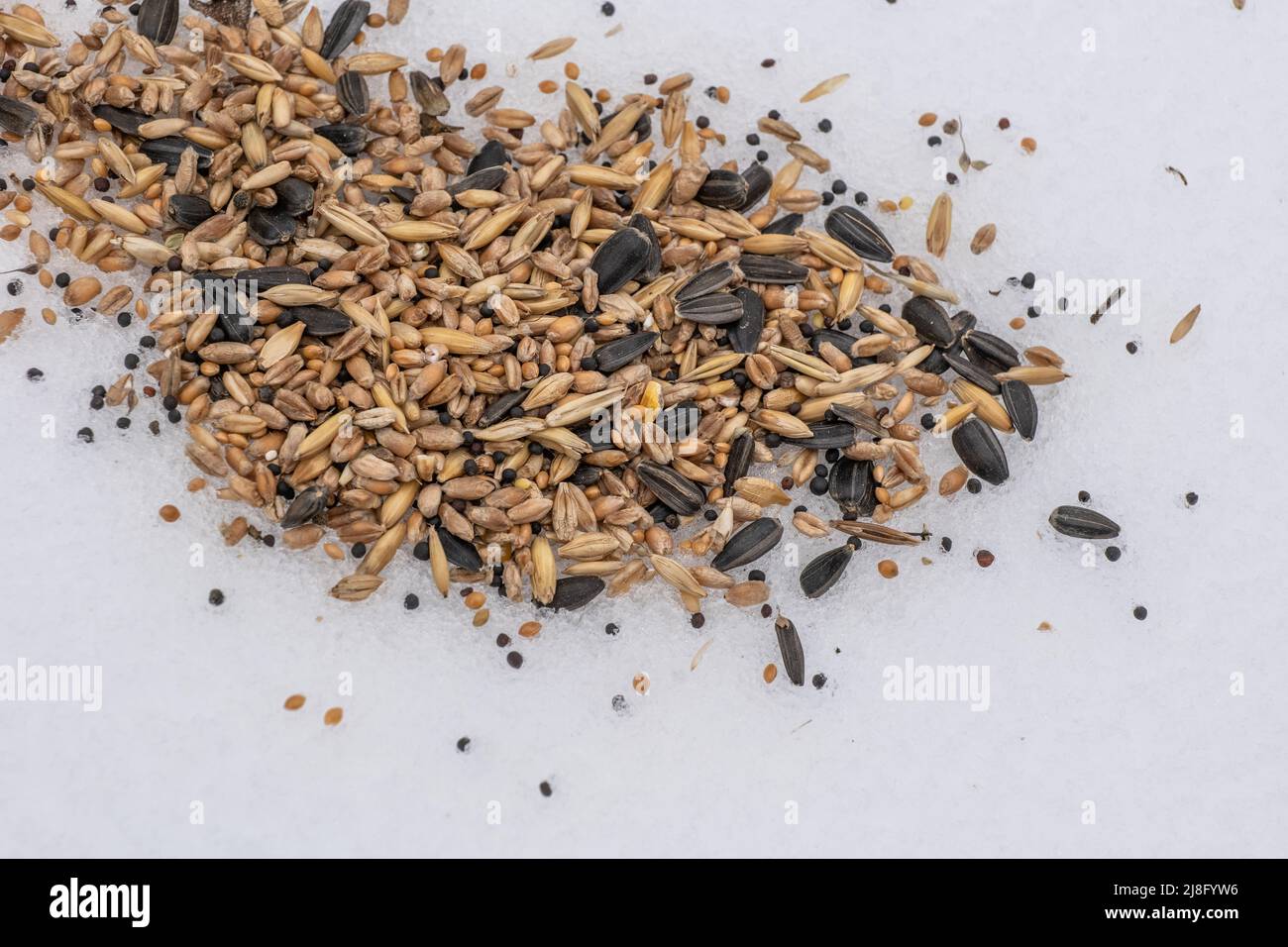 Körner verschiedener Art auf Schnee, Futter für Vögel, die sich im Winter ernähren. Stockfoto