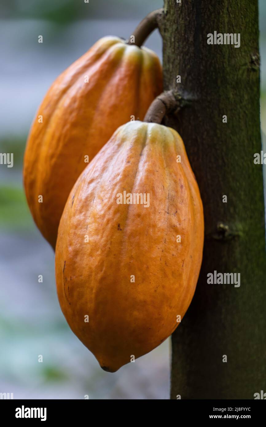 Kakaobaum (Theobroma cacao, Kakao) Früchte wachsen aus dem Stamm eines tropischen, immergrünen Baumes in der Familie Malvaceae. Stockfoto