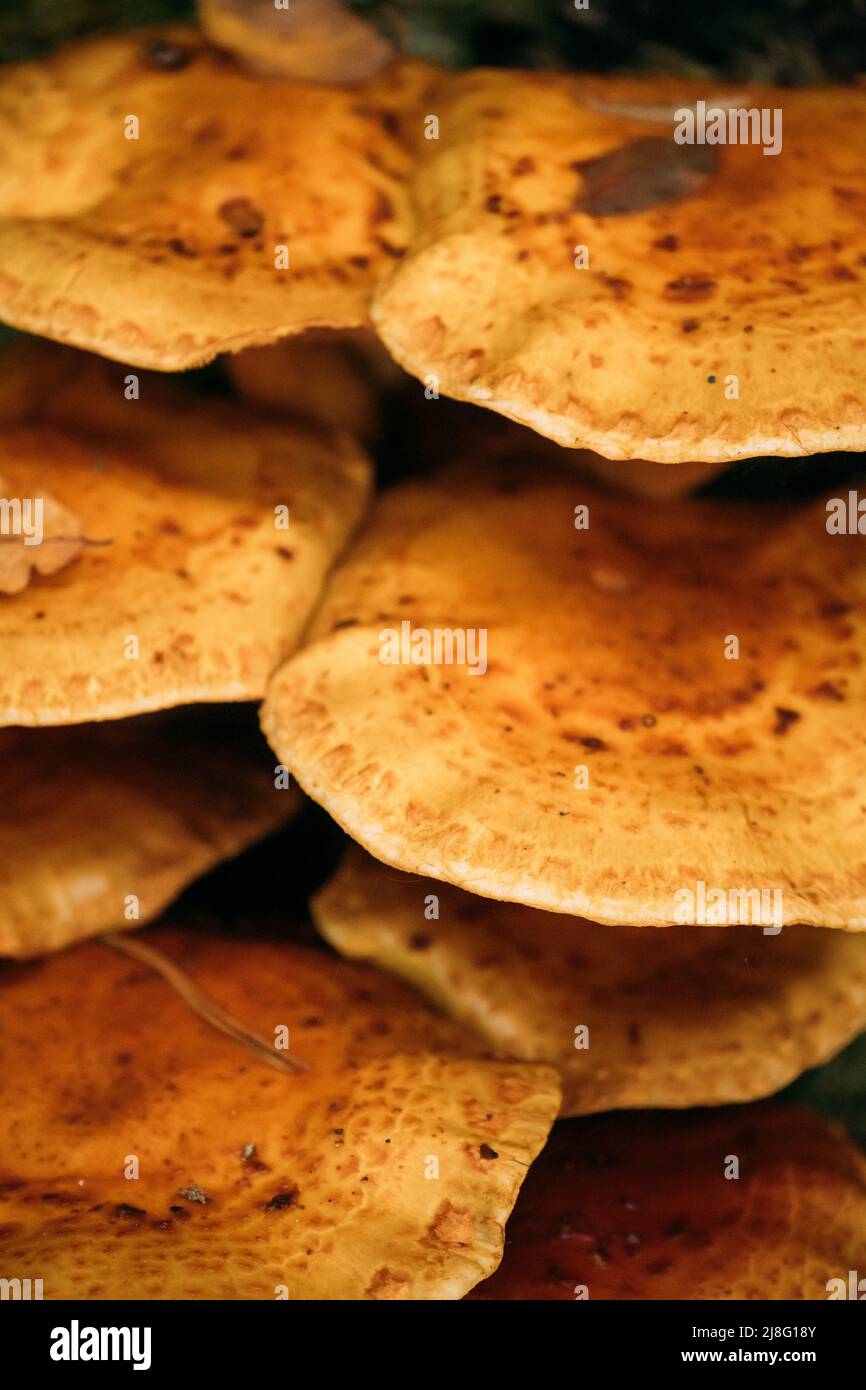 Enoki - Flammulina velutipes, auch als Samtschenkel bekannt, ist eine Art von essbaren Pilzen aus der Familie der Physalacriaceae Stockfoto