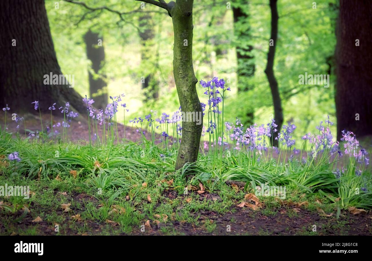 Edinburgh, Schottland, UK - Wald mit Baumstamm und Blauen im Frühjahr Stockfoto