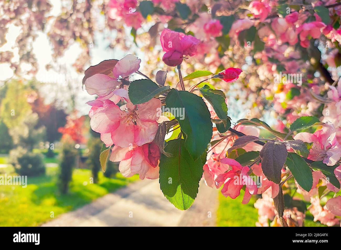 Blühender Apfelbaum in warmen Vintage-Farben. Warme Quelle im Garten Stockfoto