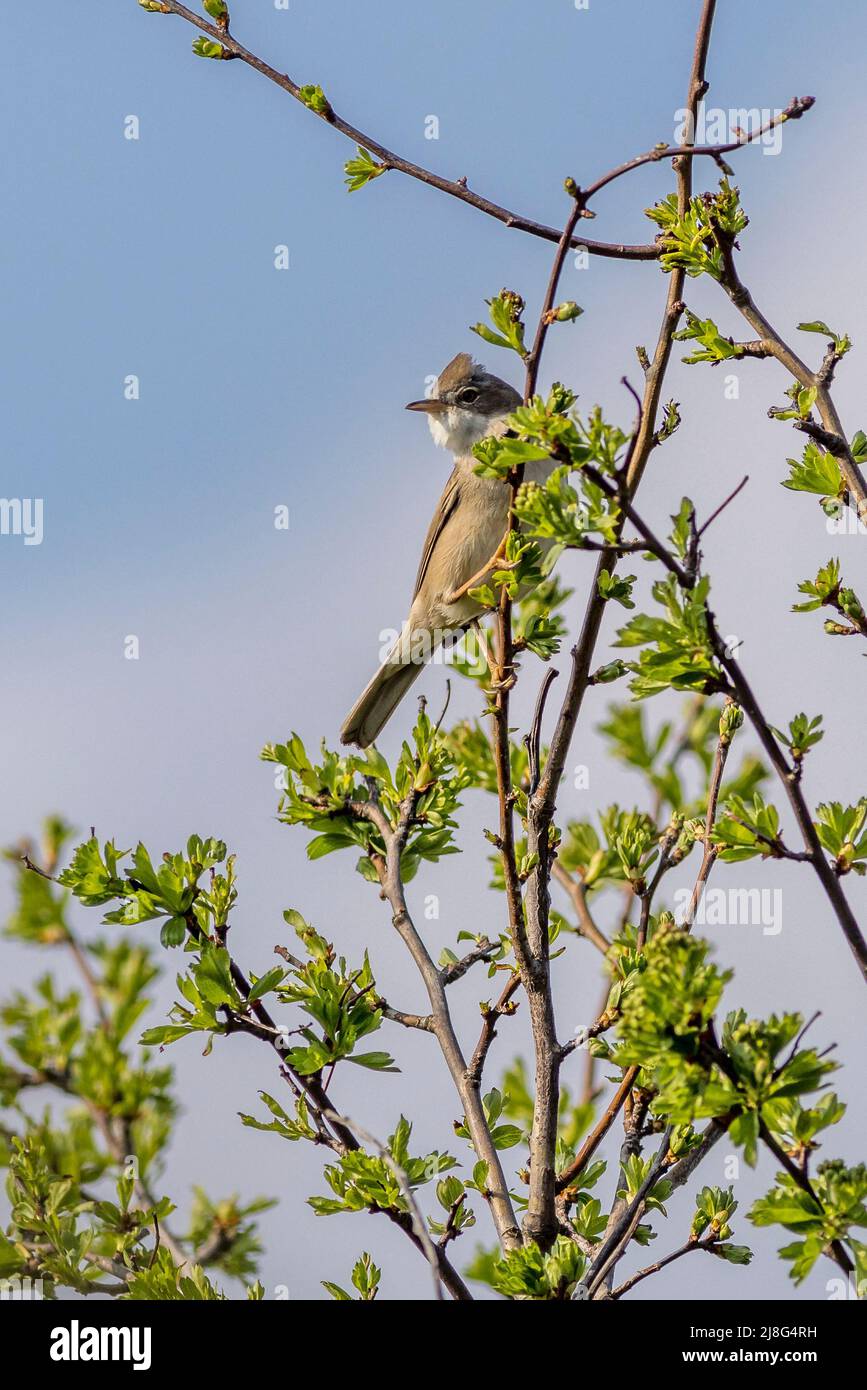 Whitethroat (Curruca communis) hoch oben Stockfoto