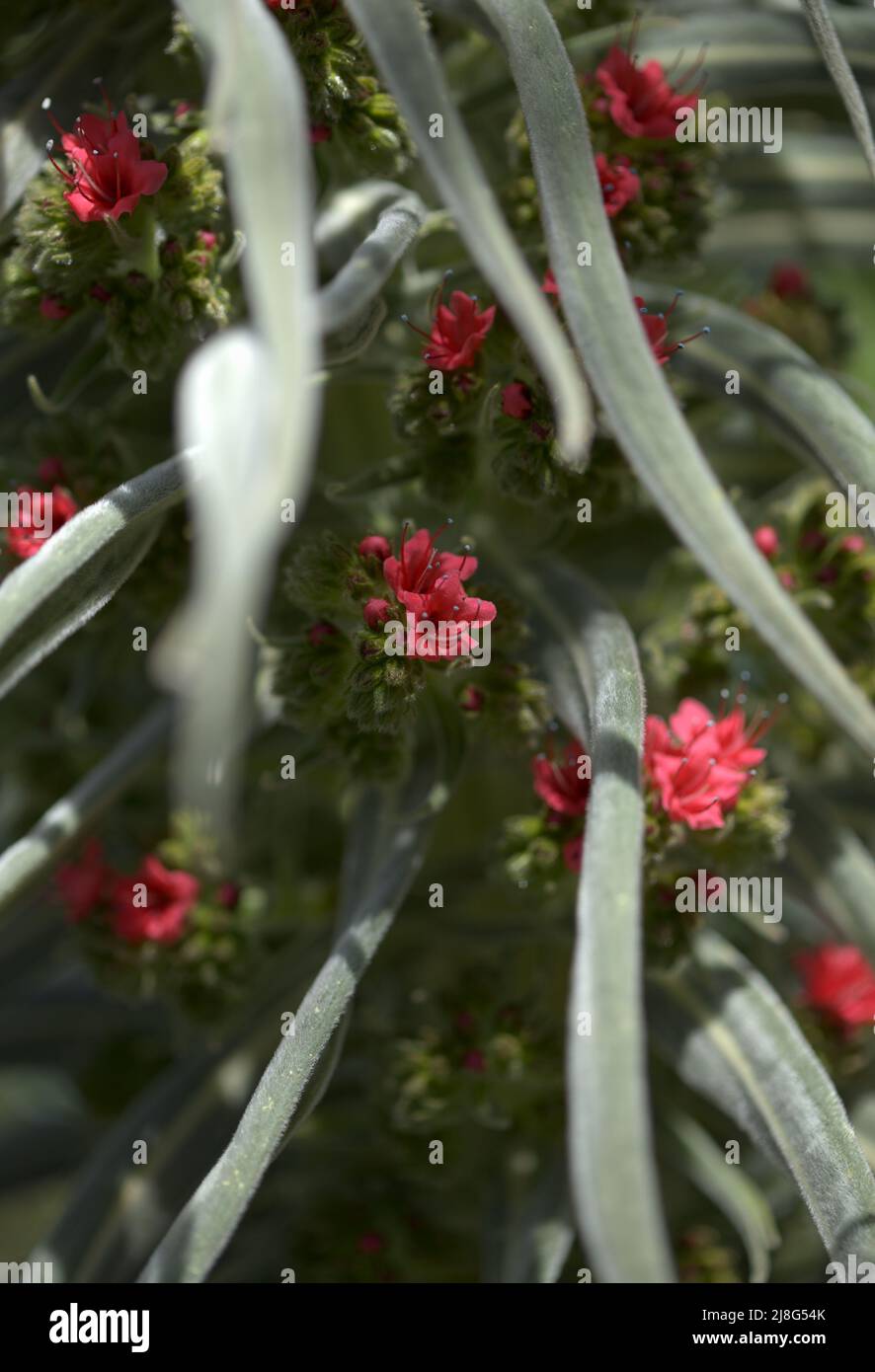 Flora von Teneriffa - Echium wildpretii, roter Glanz, natürlicher Makro-floraler Hintergrund Stockfoto