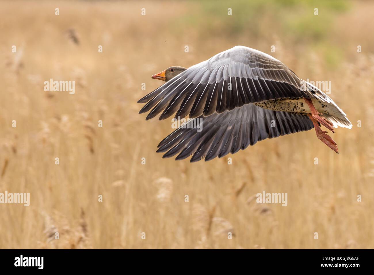 Graugans (Anser Anser) im Flug Stockfoto